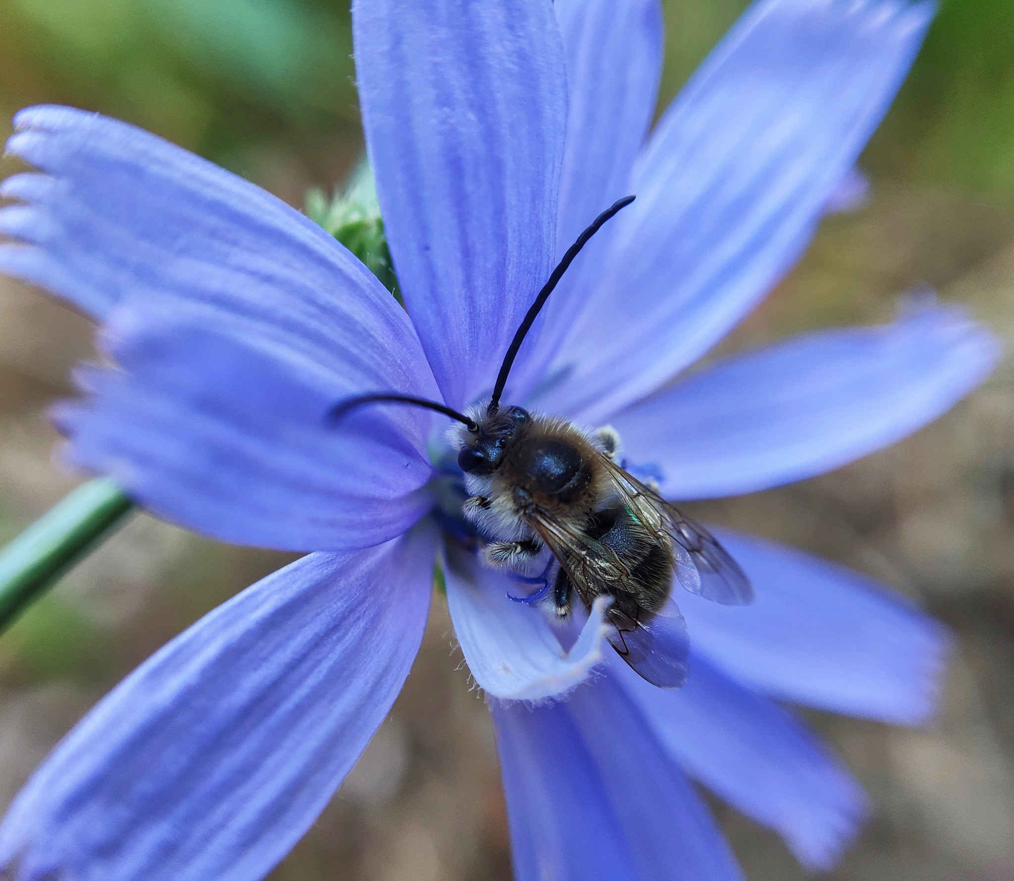 Xiaomi Mi MIX 2S sample photo. Flower photography