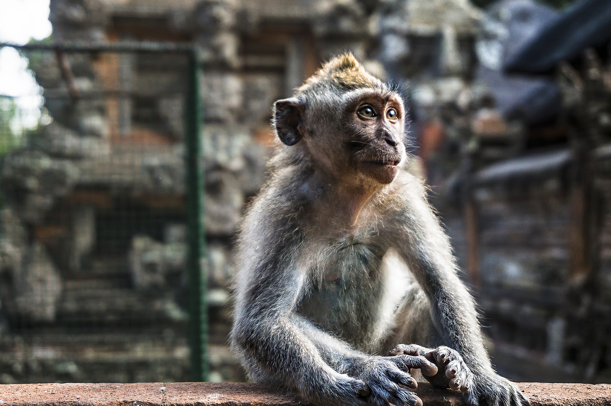 Sony Alpha NEX-3N sample photo. Mirada peluda photography