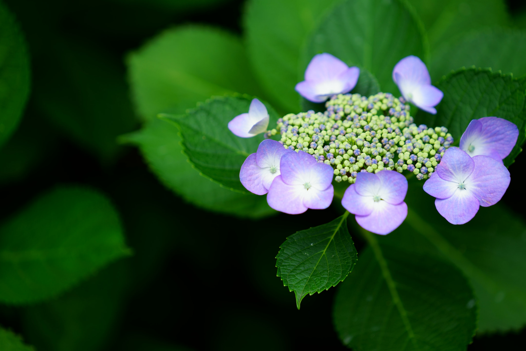 Sony a7 II + Sony FE 70-200mm F4 G OSS sample photo. Hydrangea in the park photography