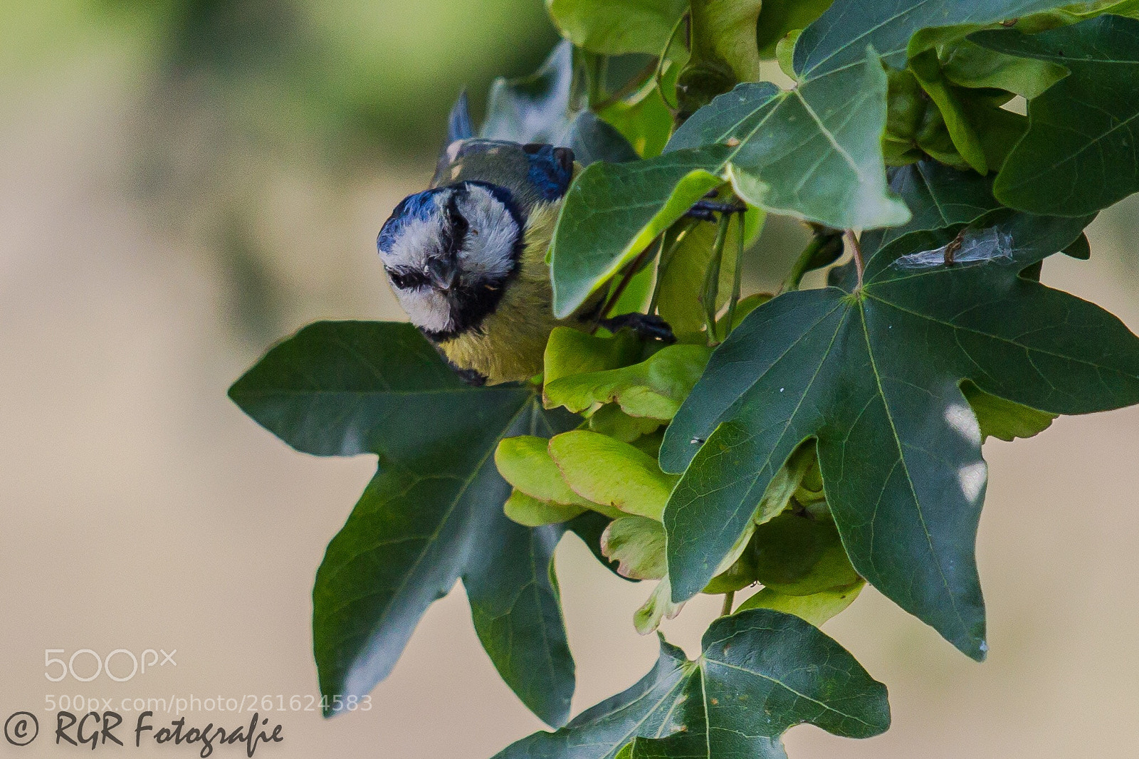 Canon EOS 60D sample photo. Untitled photography