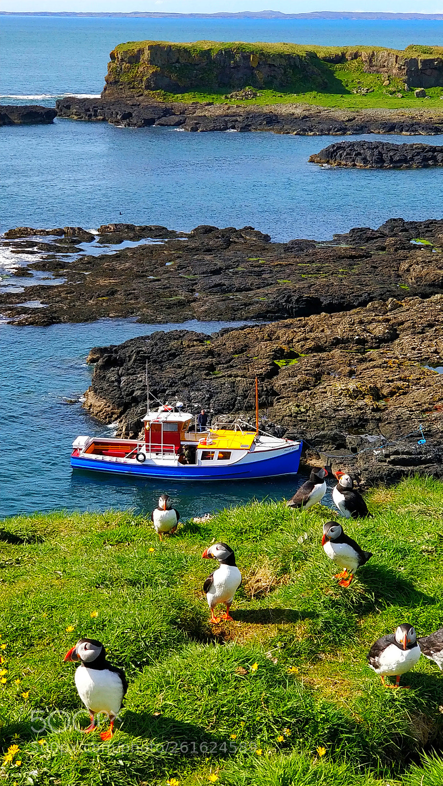 OnePlus 5 sample photo. Puffin adventure photography