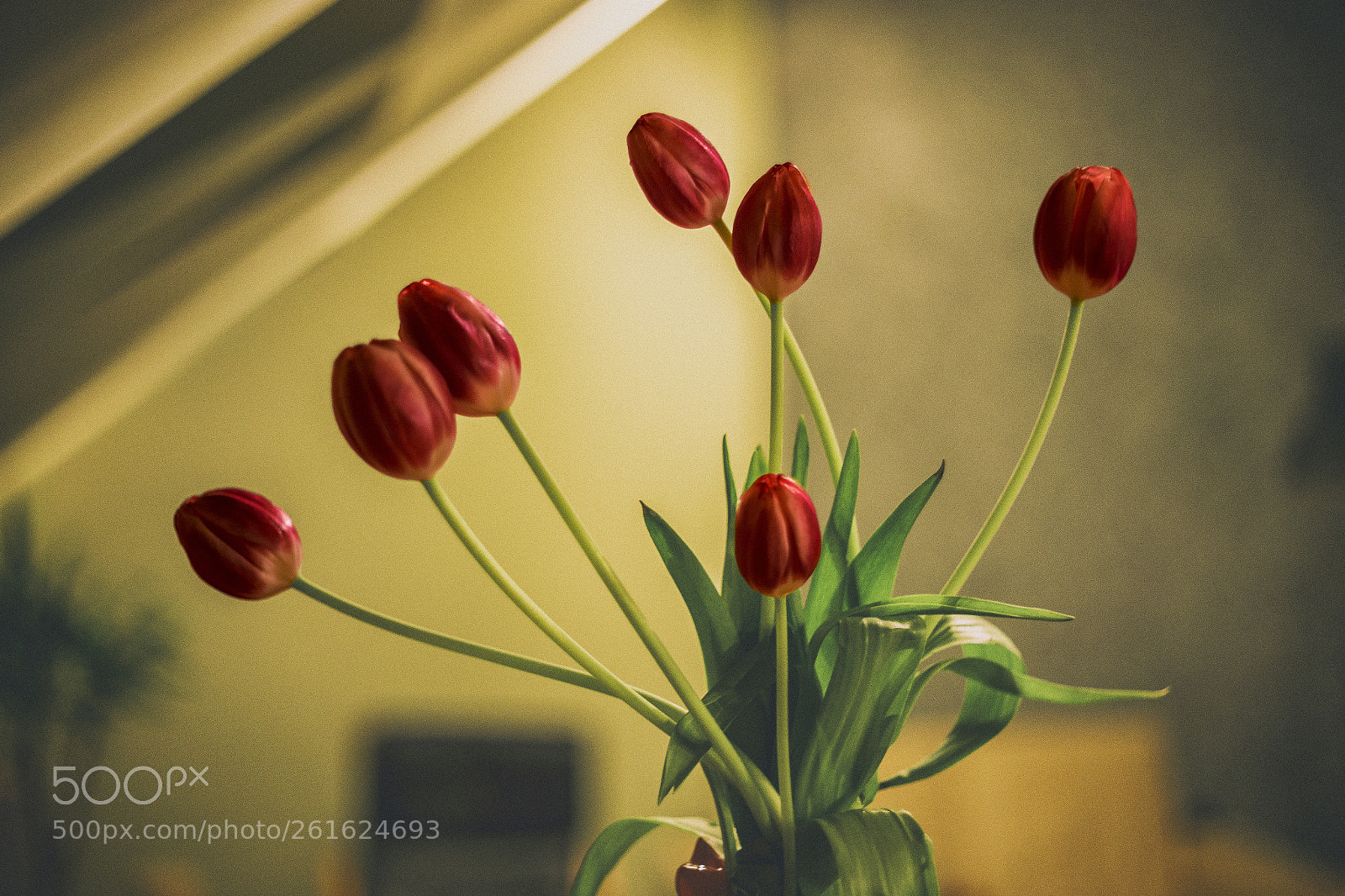 Canon EOS 6D sample photo. Tulips photography