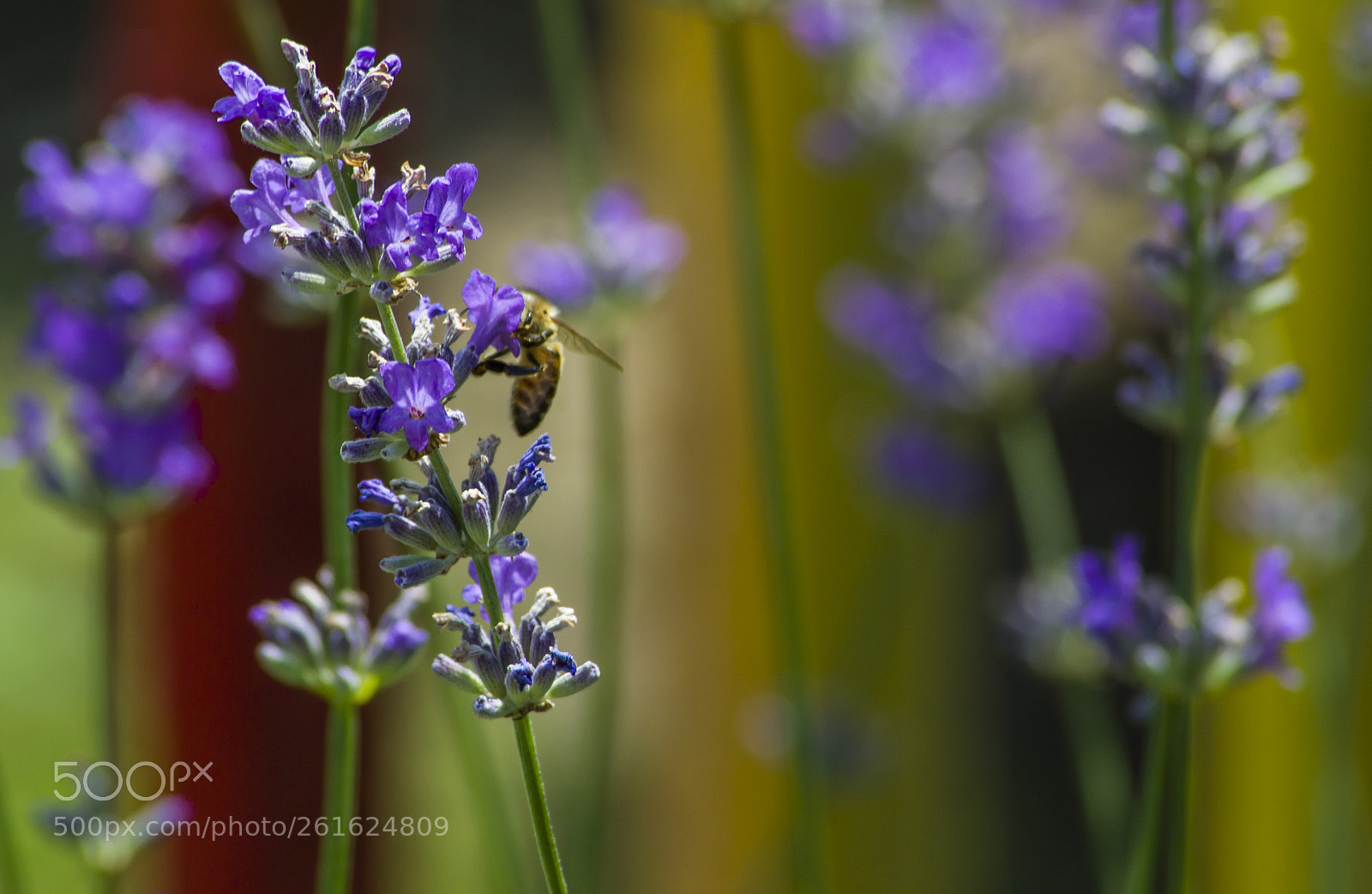 Nikon D3100 sample photo. Seg ts g photography