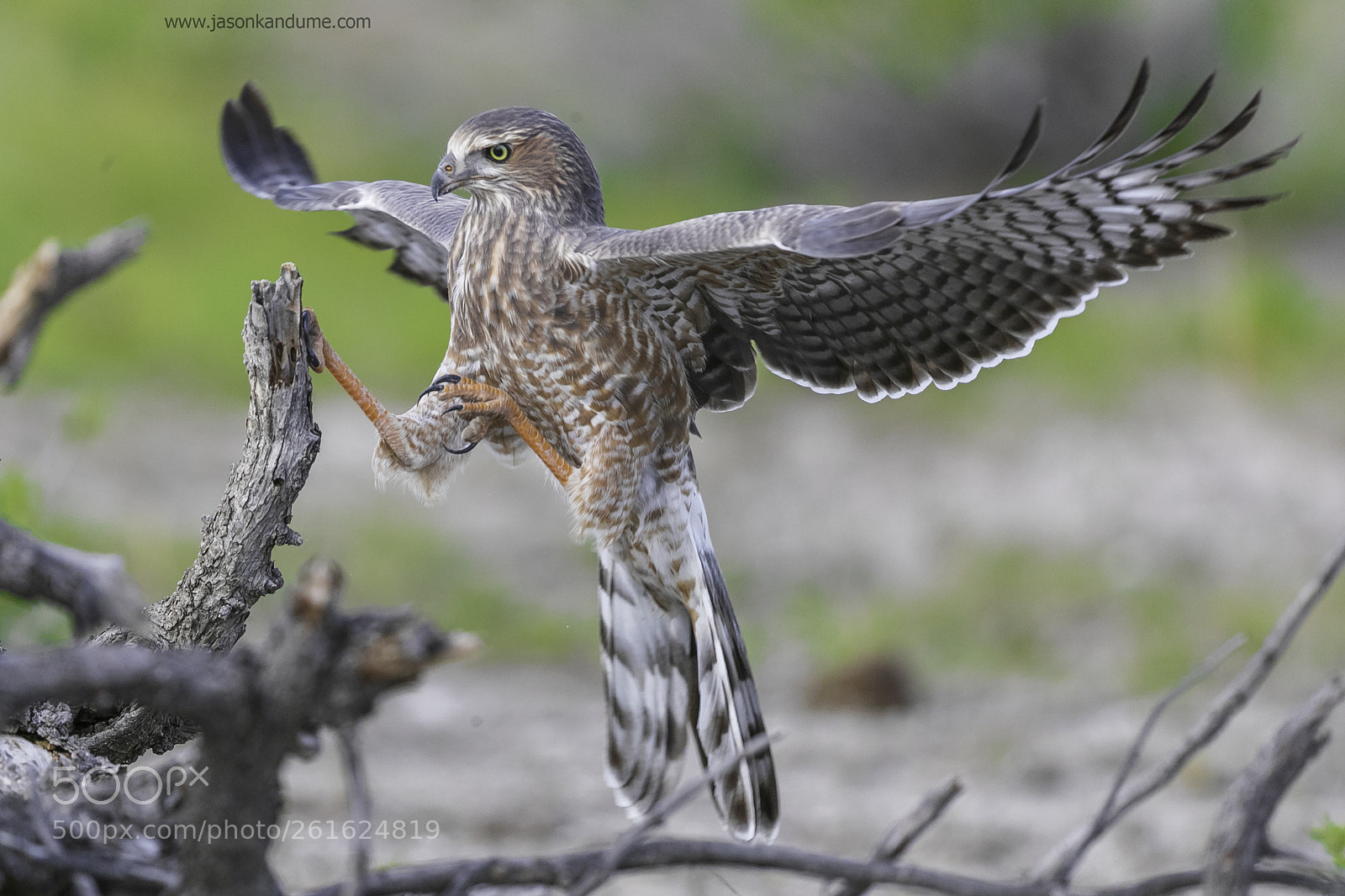 Canon EOS-1D X Mark II sample photo. Goshawk photography