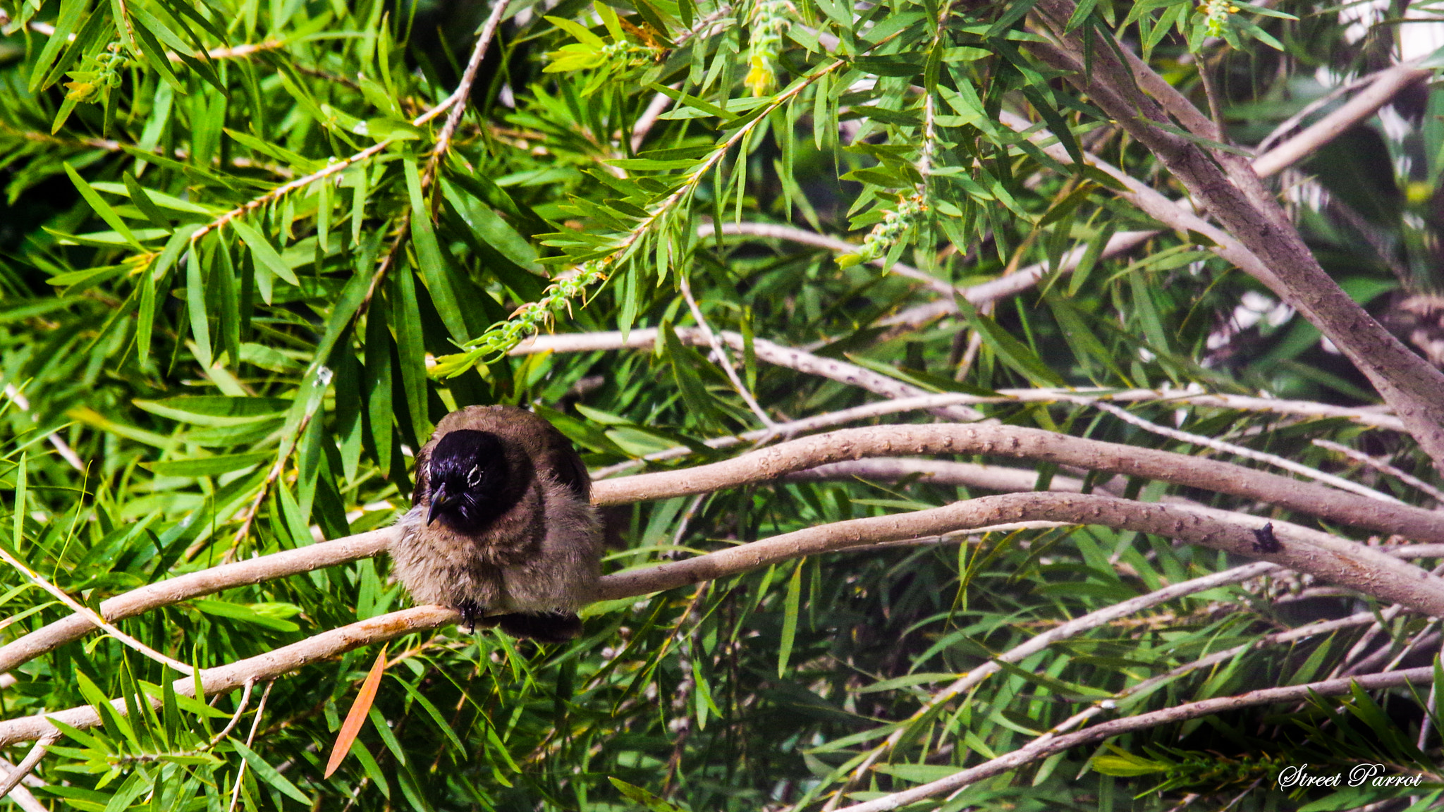 Pentax K-3 II sample photo. White-spectacled bulbul photography