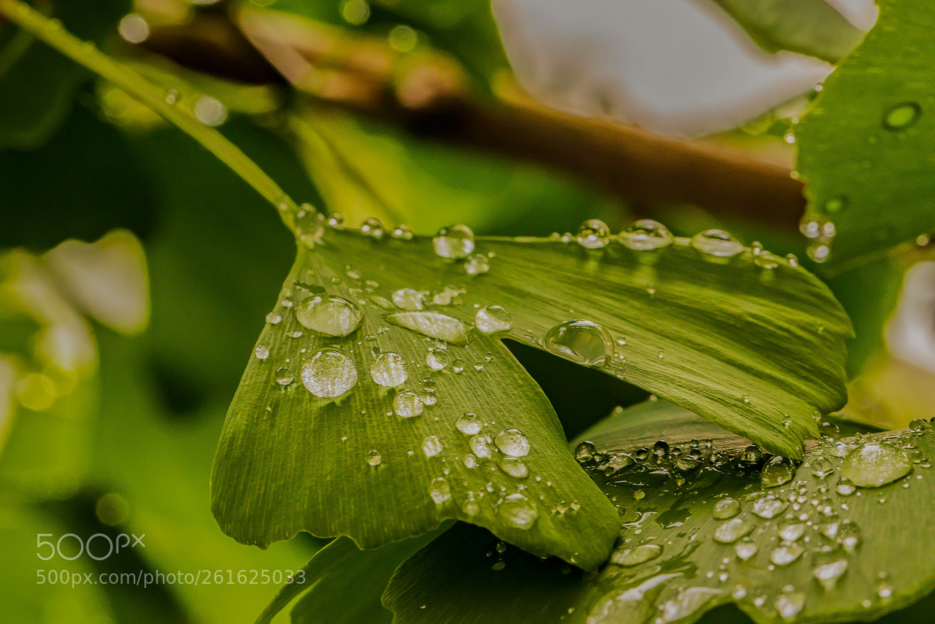 Canon EOS 5D Mark IV sample photo. Water drops photography