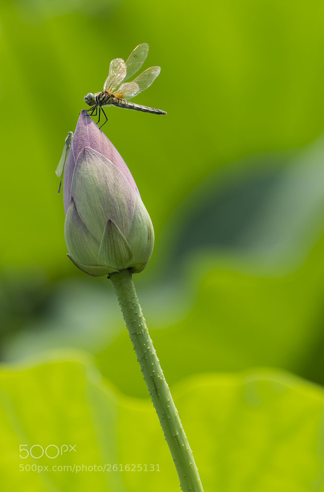 Sony a7 III sample photo. Lotus photography