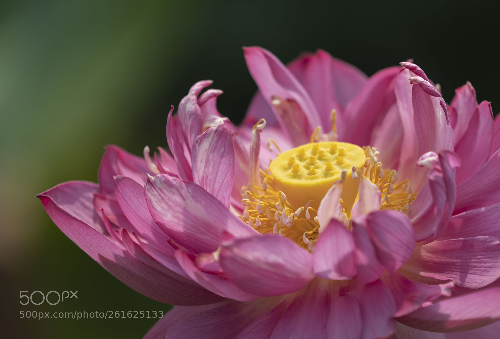 Sony a7 III sample photo. Lotus photography
