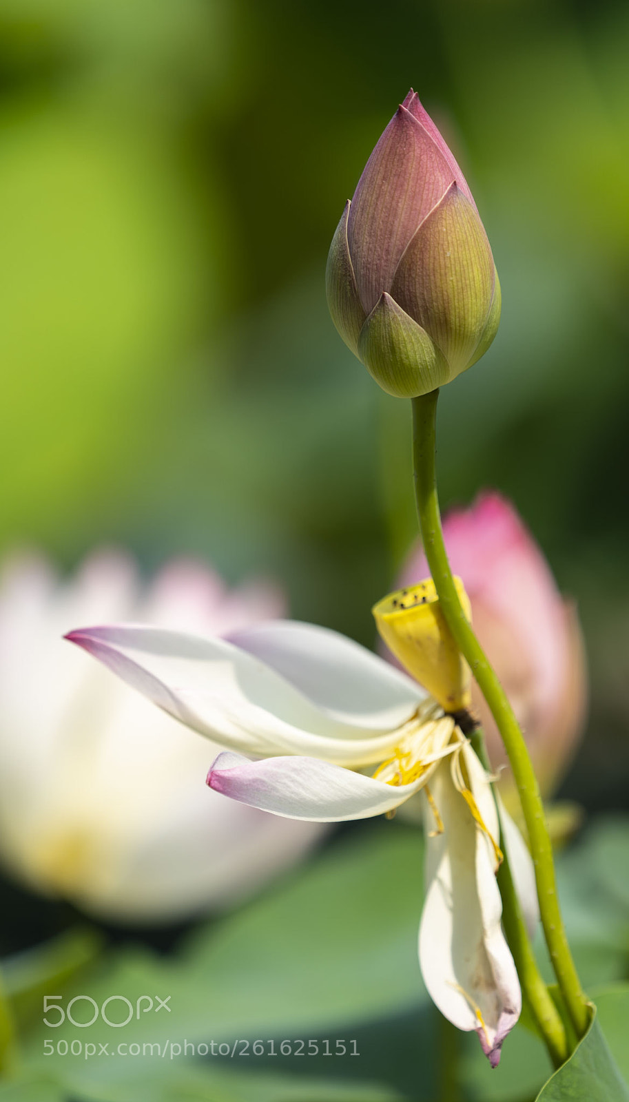 Sony a7 III sample photo. Lotus photography