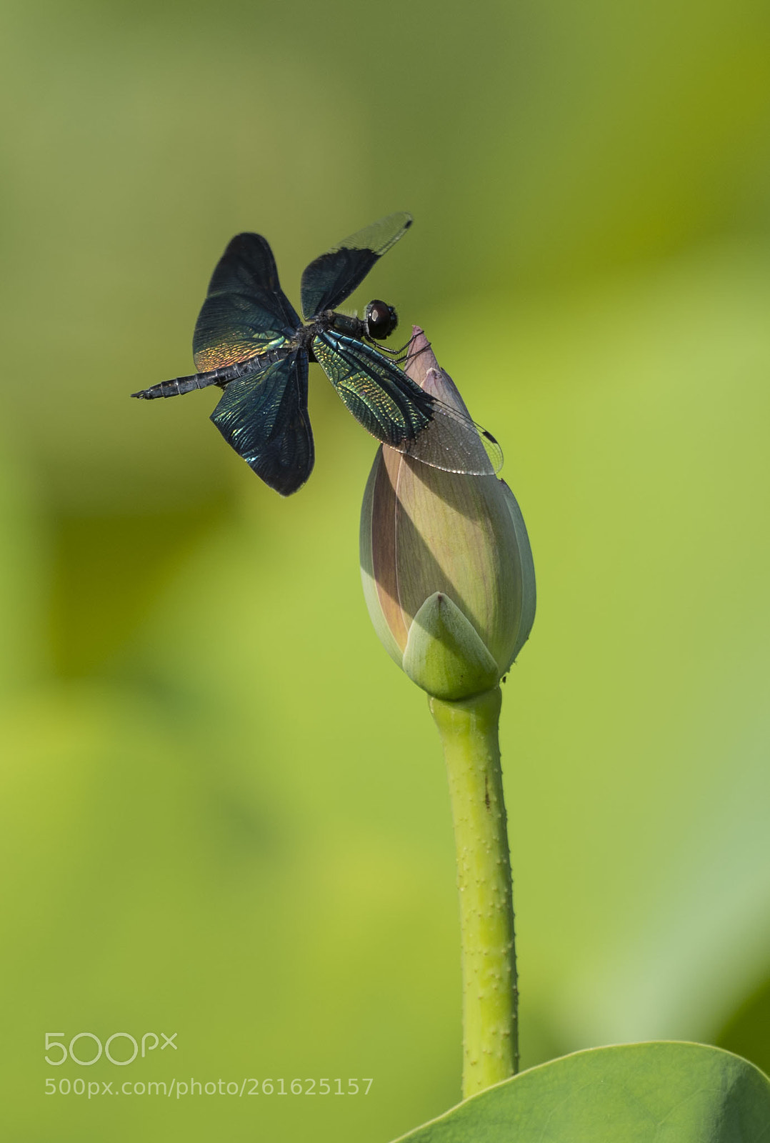 Sony a7 III sample photo. Lotus photography