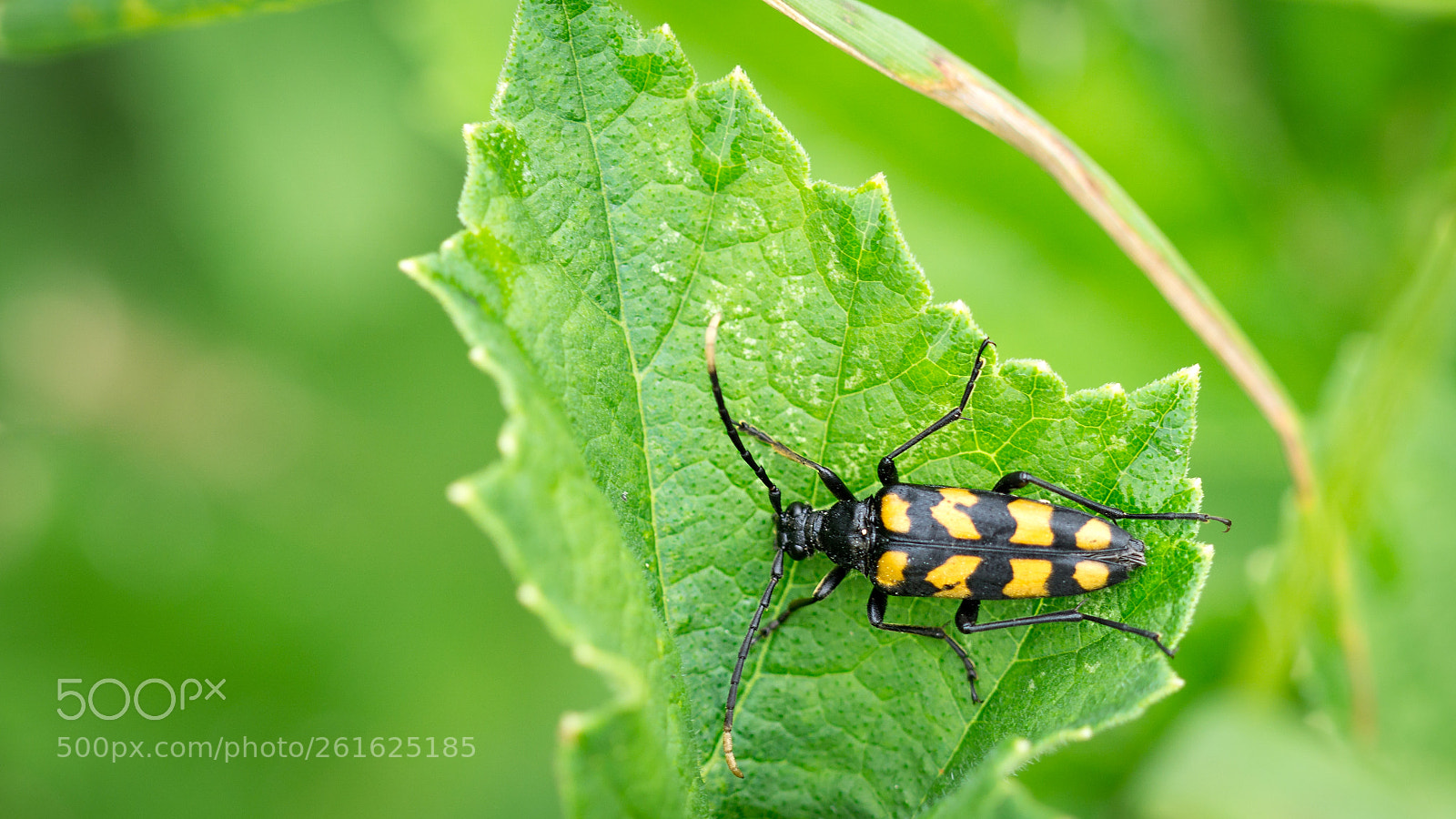 Sony a6000 sample photo. Gefleckter schmalbock (rutpela maculata) photography