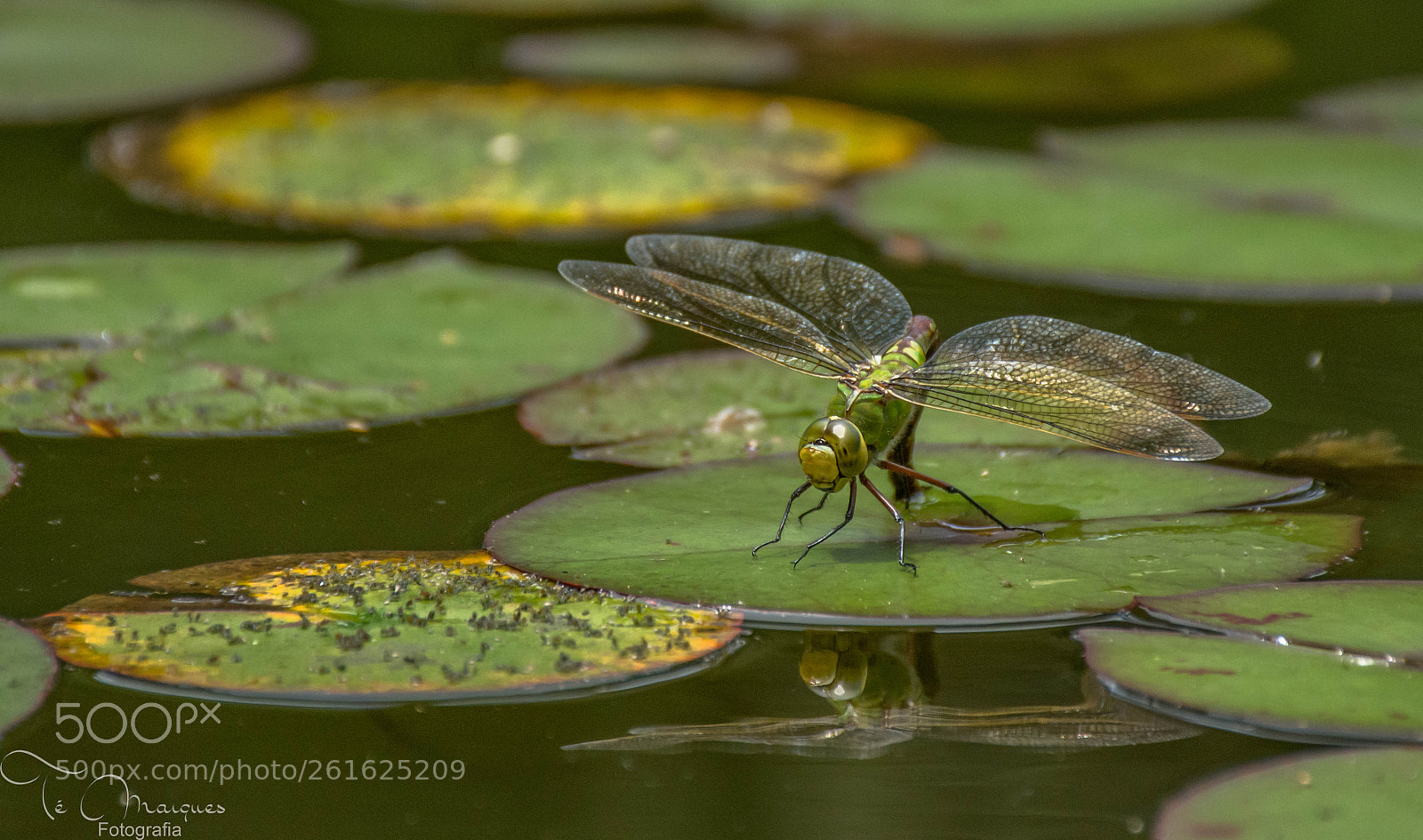 Nikon D7200 sample photo. Anax imperator photography