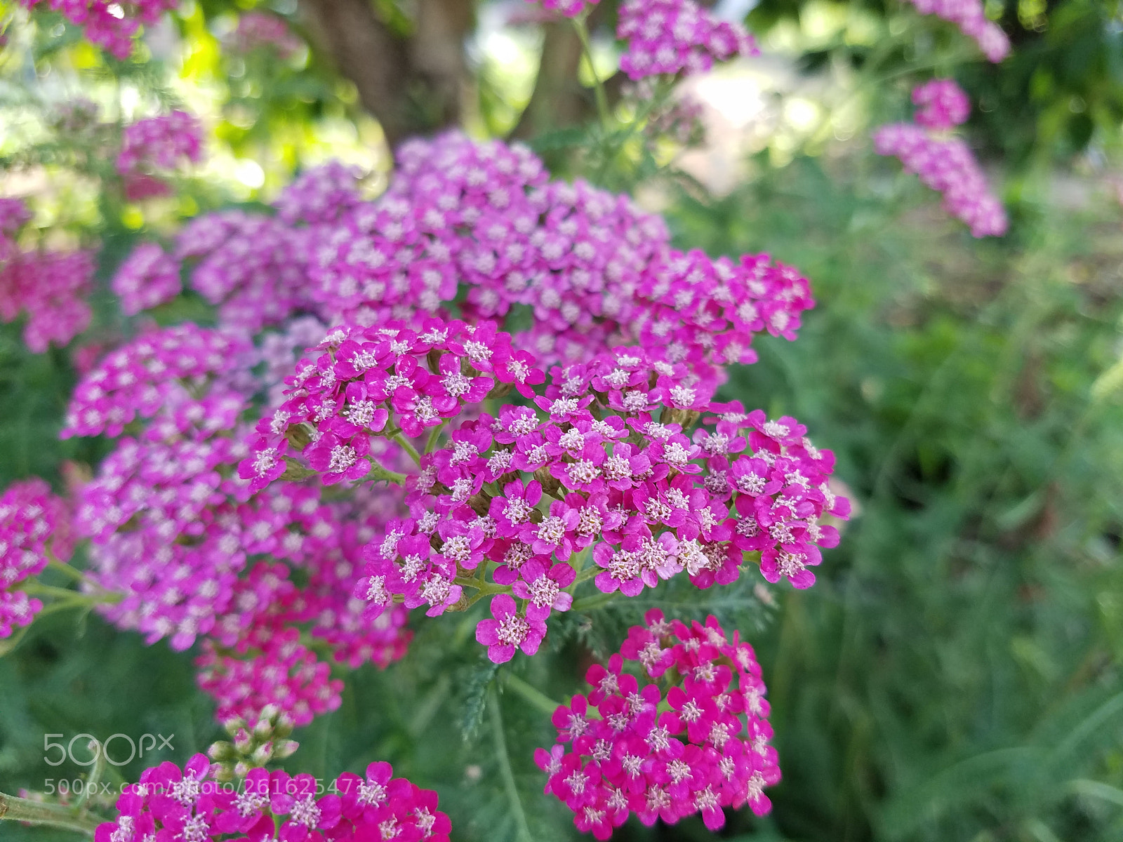 Samsung Galaxy S7 Edge sample photo. Haha photography