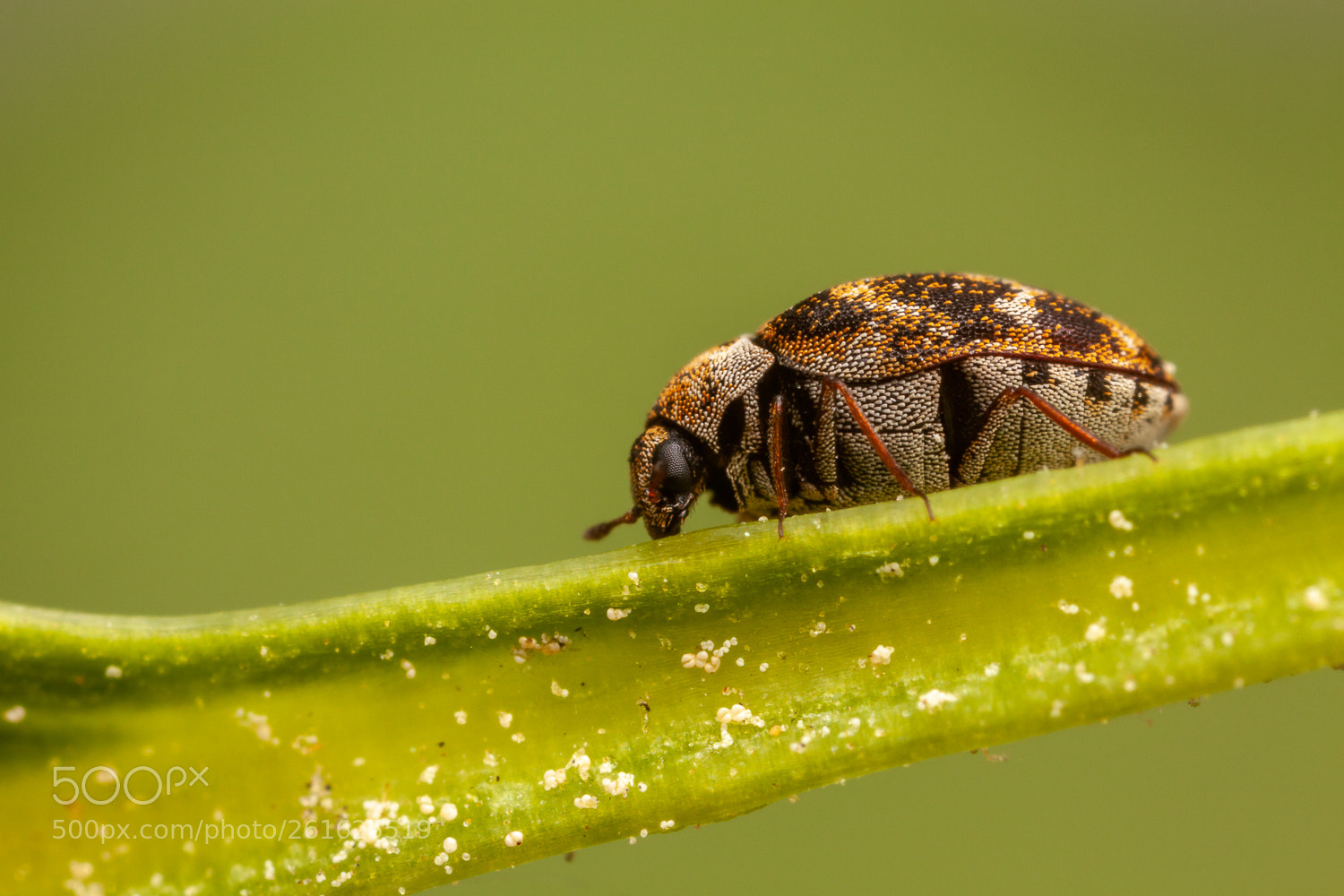 Canon EOS 5D Mark II sample photo. Anthrenus photography