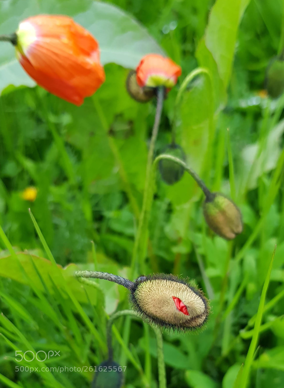 Samsung Galaxy S8 sample photo. Birth of flower photography