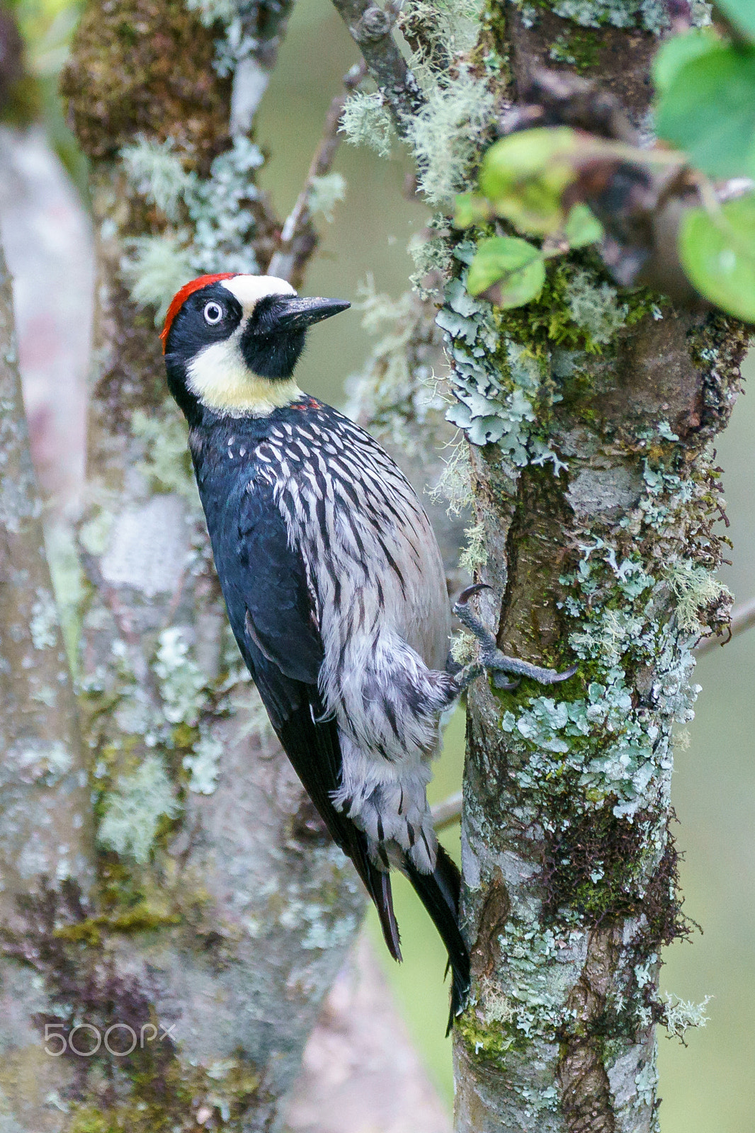 Sony a9 sample photo. Acorn woodpecker photography