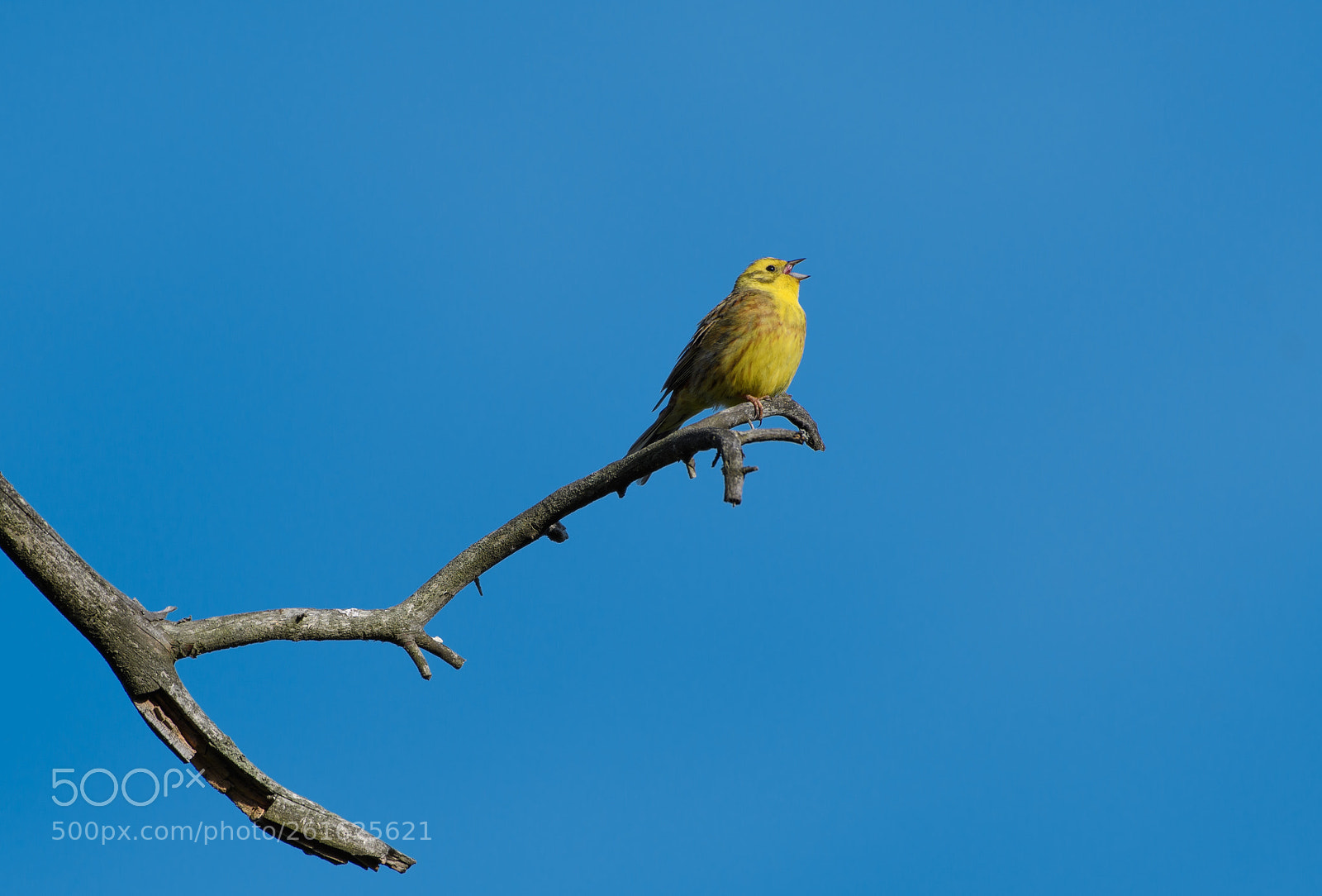 Nikon D500 sample photo. Yellowhammer photography