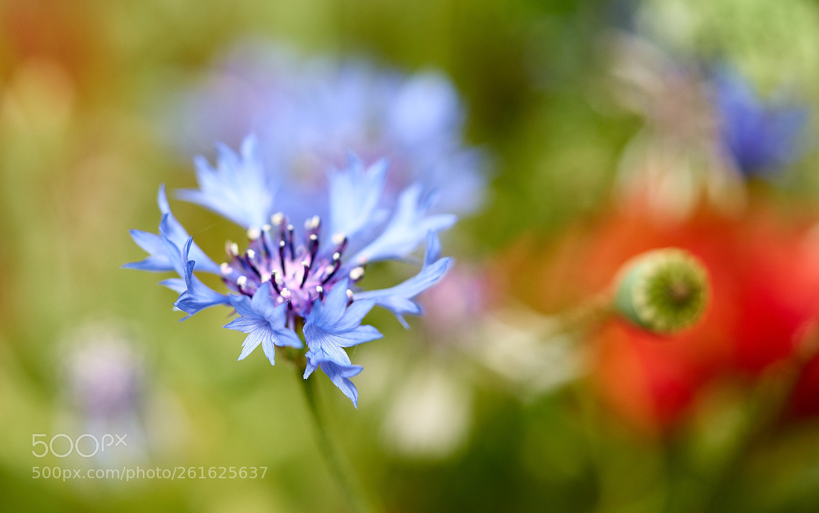 Sony a7 II sample photo. Cornflower photography