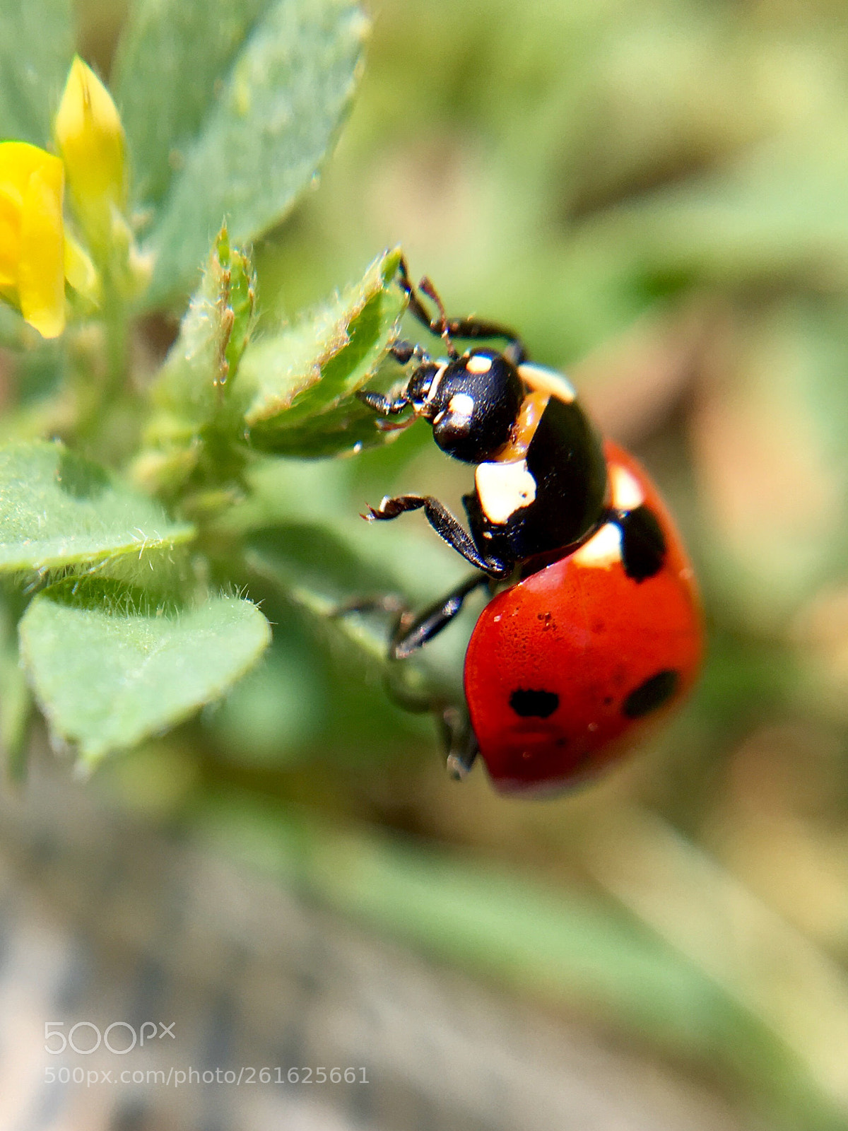 Apple iPhone 6s Plus sample photo. Coccinelle  photography