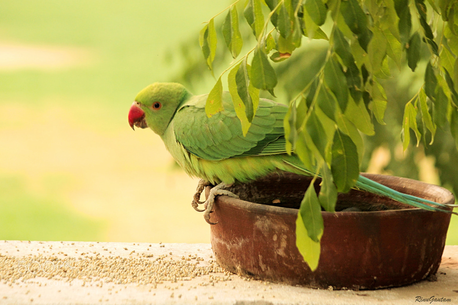 Canon EOS 550D (EOS Rebel T2i / EOS Kiss X4) sample photo. Baby parrot photography