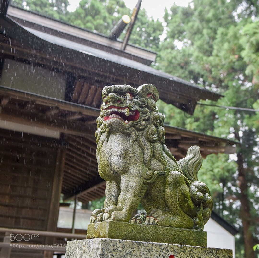 Nikon D810 sample photo. #145 photography