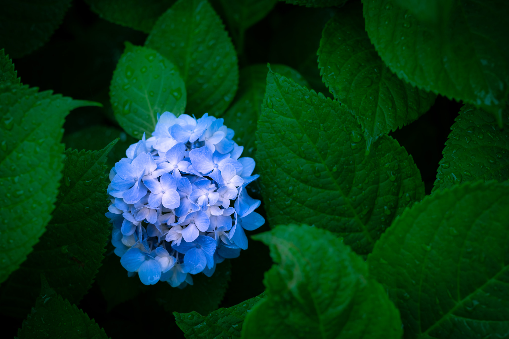 Fujifilm X-H1 sample photo. A refreshing air after shower photography