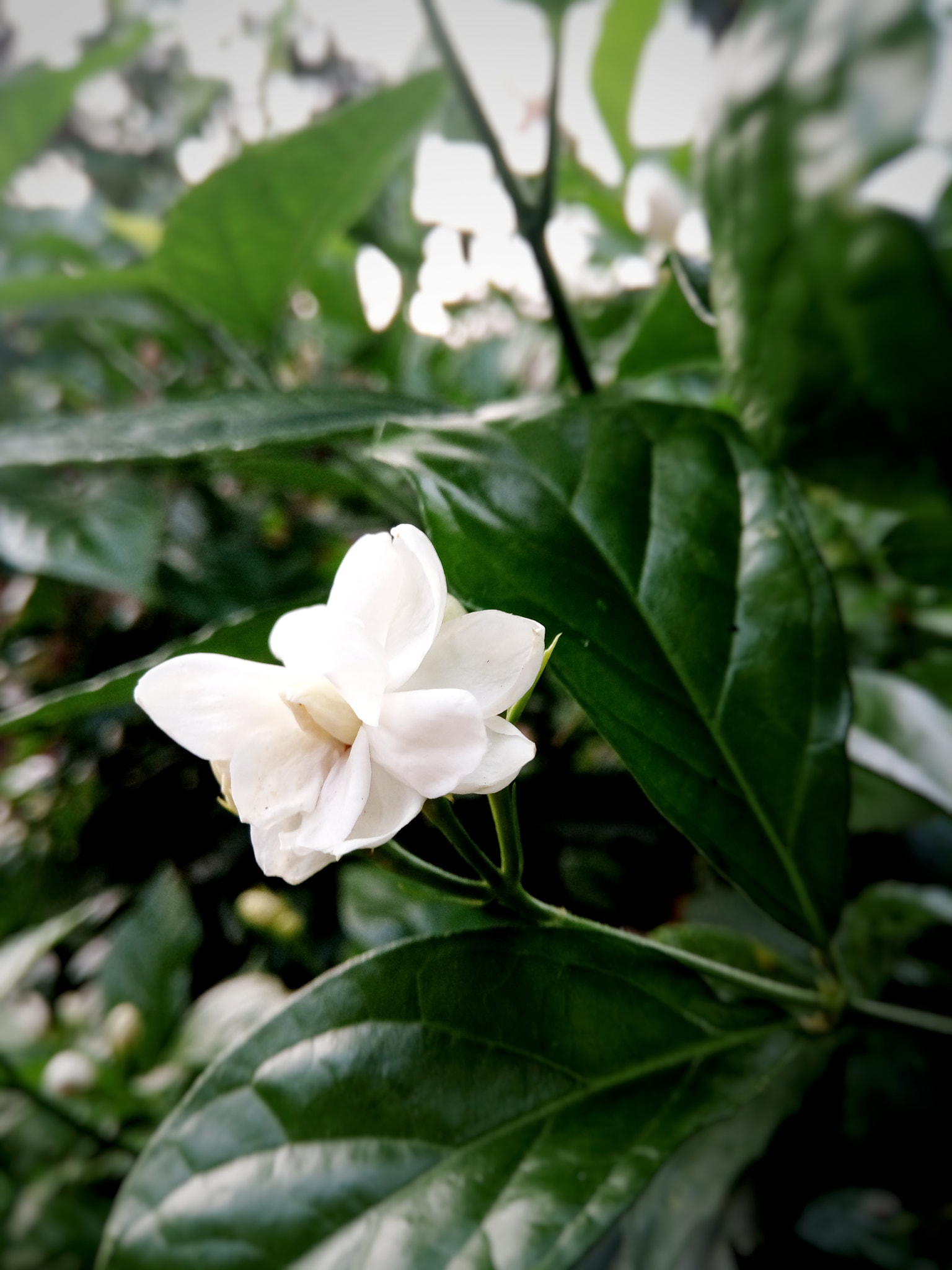 GIONEE A1 lite sample photo