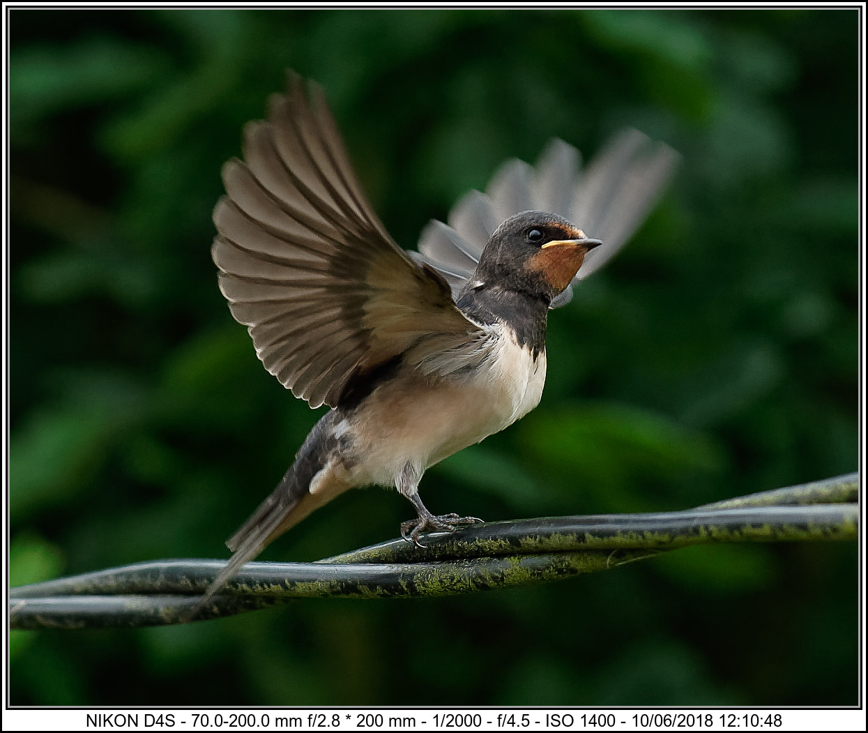 Nikon D4S sample photo. Cb photography