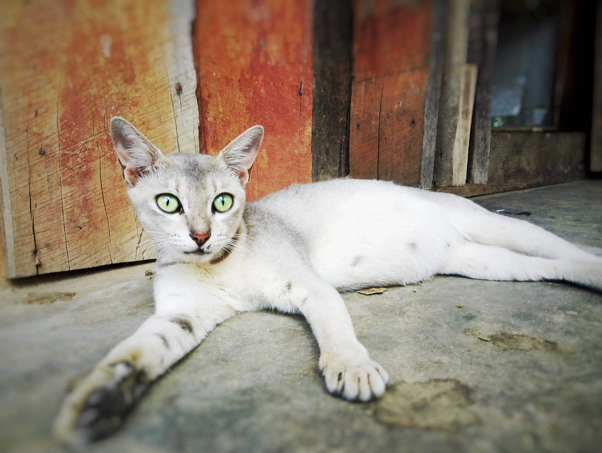 GIONEE A1 lite sample photo