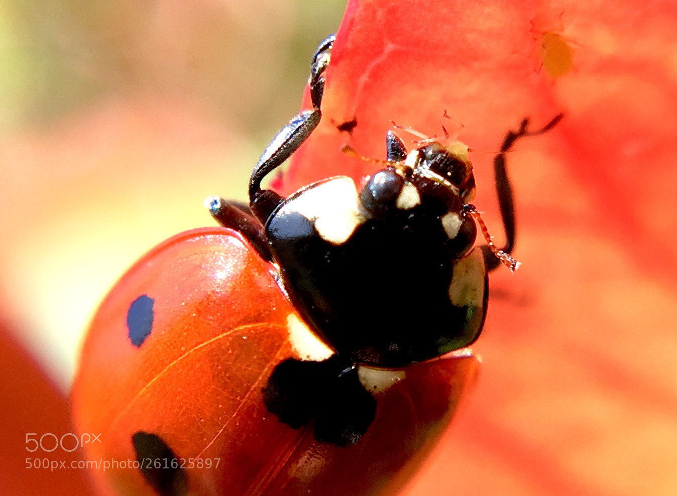 Apple iPhone 6s Plus sample photo. Coccinelle 
 photography