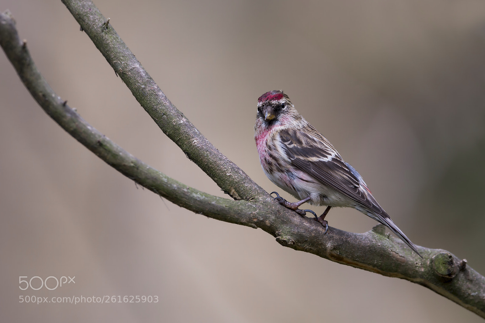 Nikon D4 sample photo. Common redpoll (m) photography