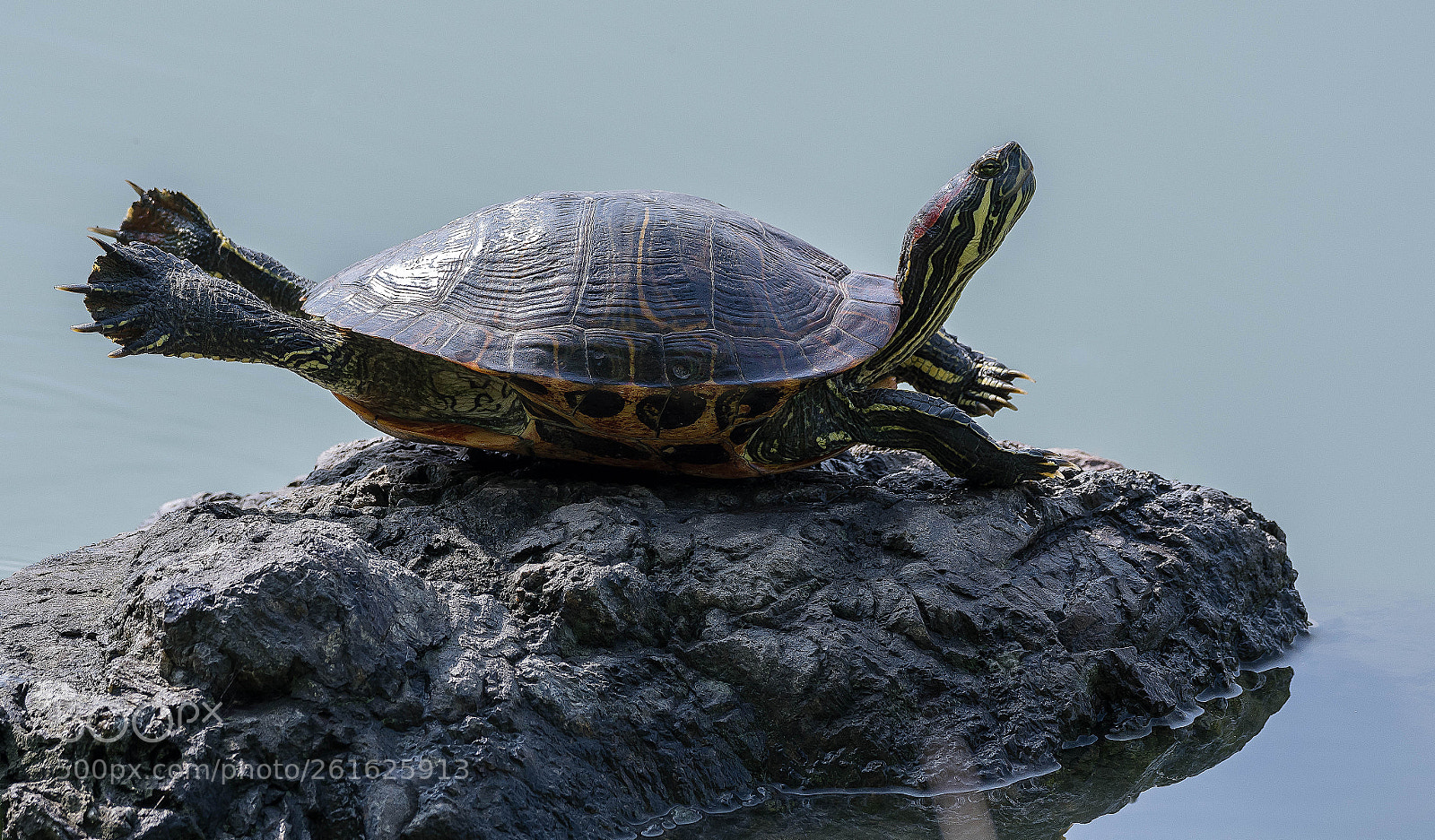 Nikon D500 sample photo. Turtles photography