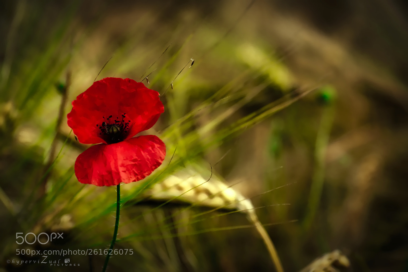 Canon EOS 80D sample photo. Poppy .... photography