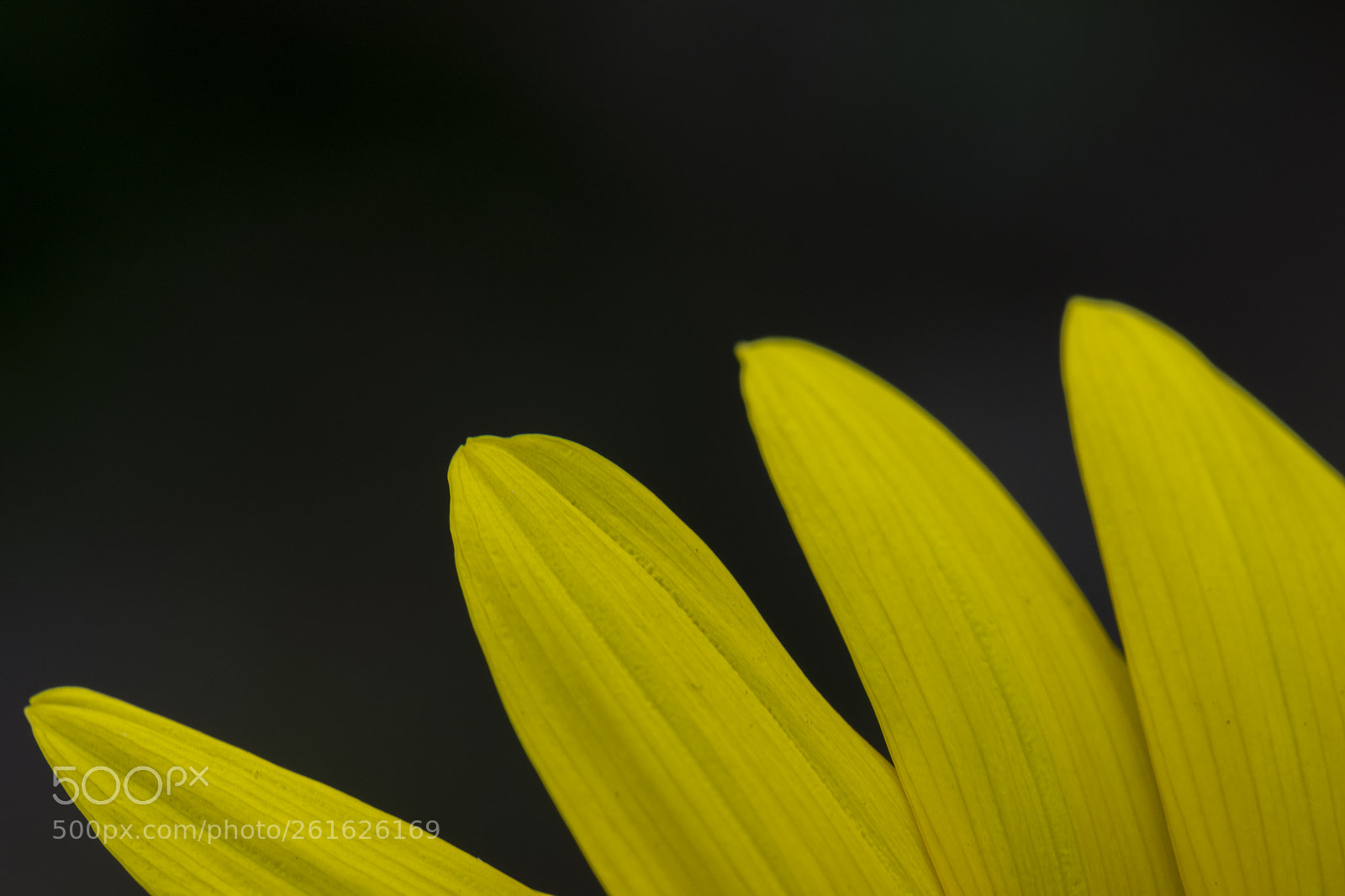 Nikon D7200 sample photo. Petals photography