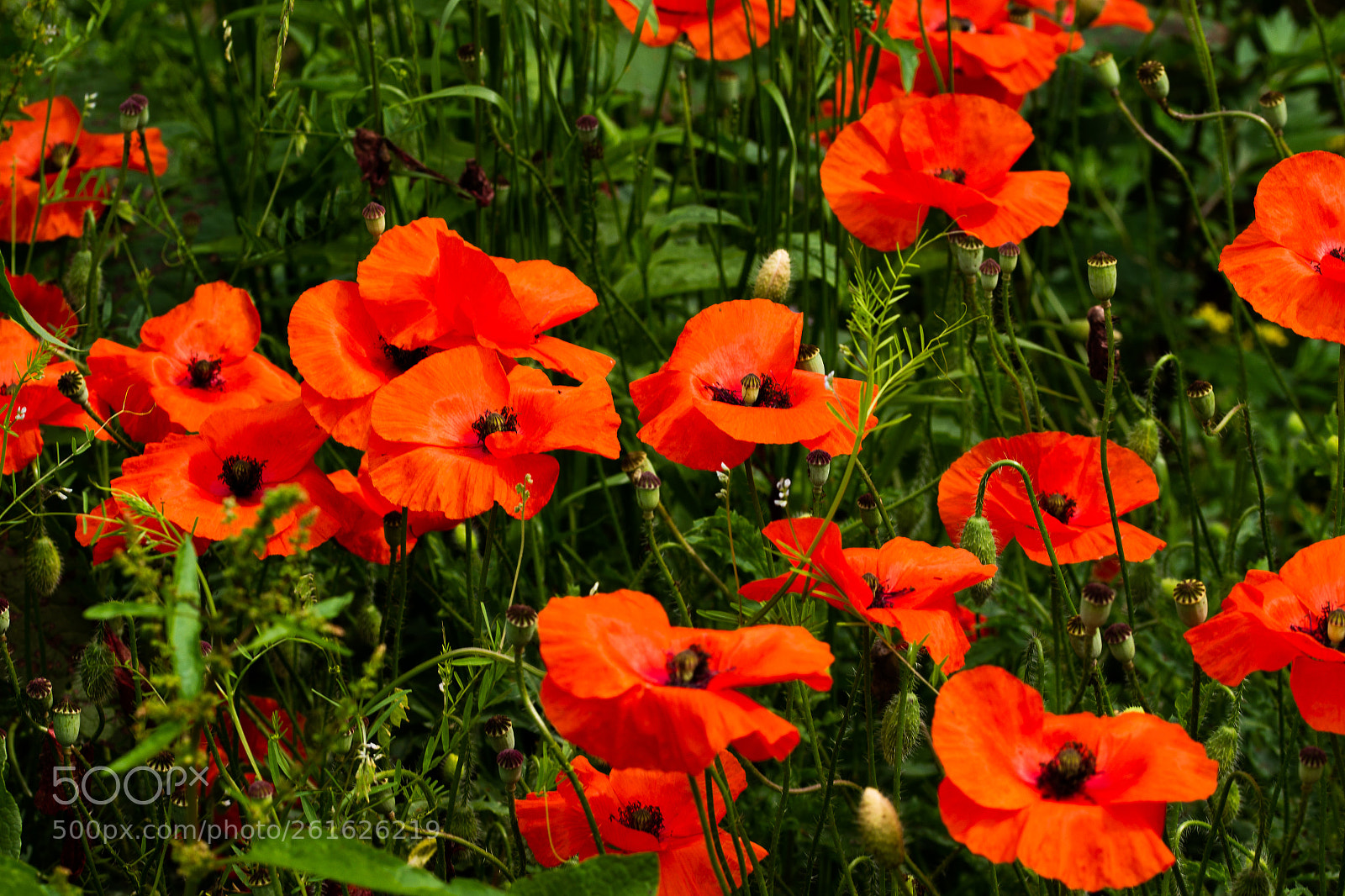 Canon EOS 700D (EOS Rebel T5i / EOS Kiss X7i) sample photo. Papaveri photography