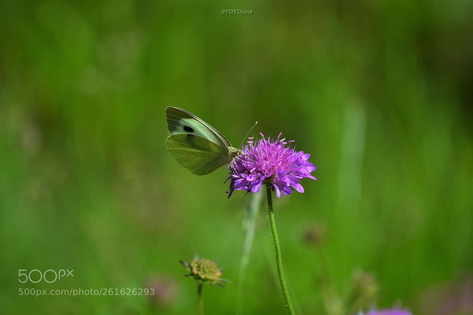 Nikon D750 sample photo. La farfalla affamata  photography