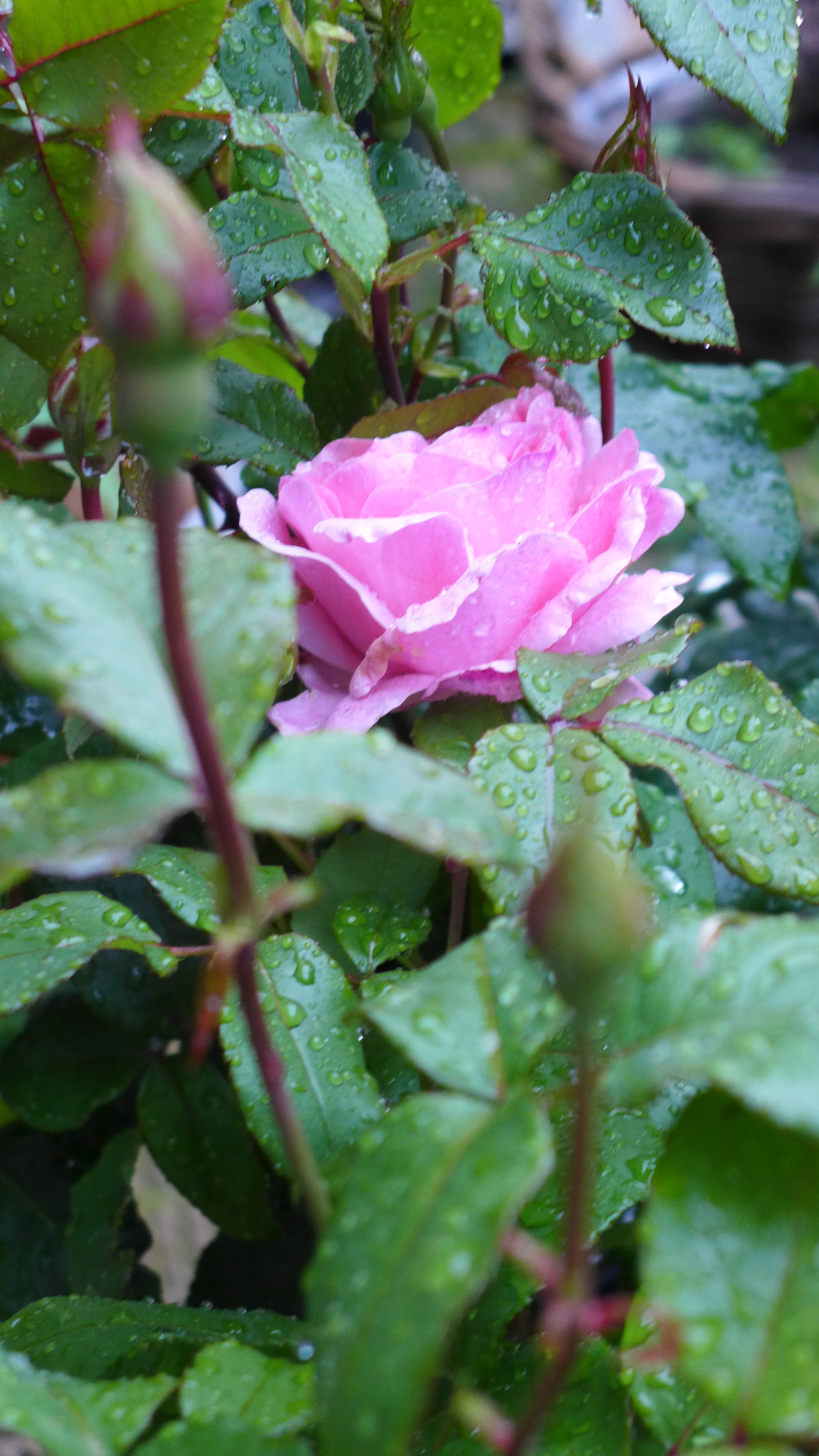Leica D-Lux 6 sample photo. L photography