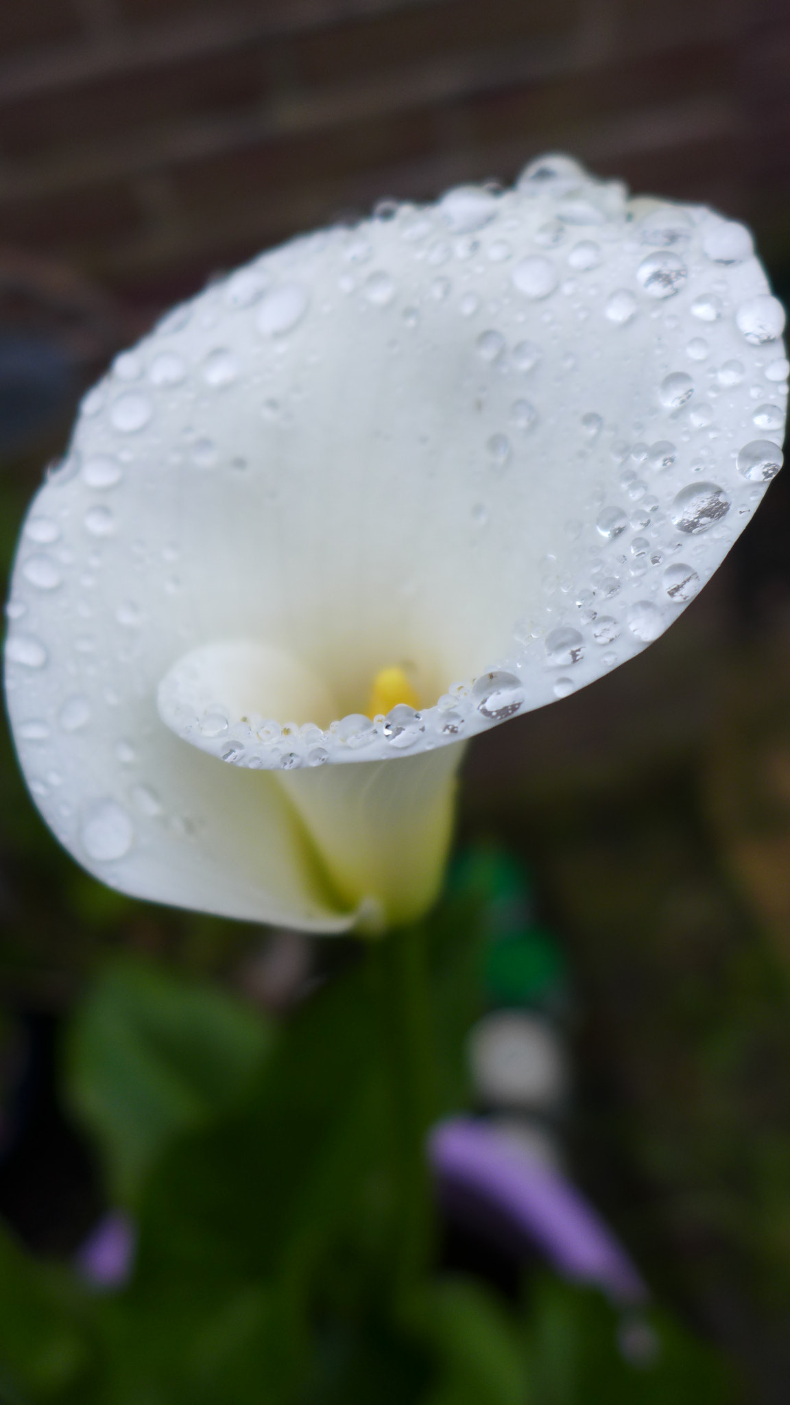Leica D-Lux 6 sample photo. Blossoming calla photography