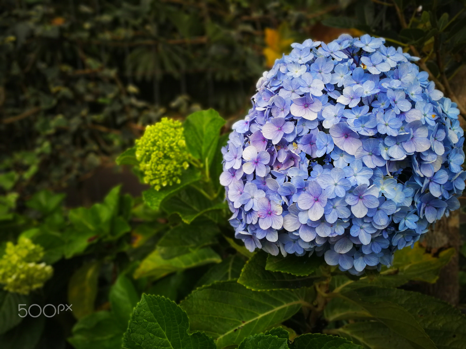 HUAWEI Mate 9 sample photo. Indonesia photography