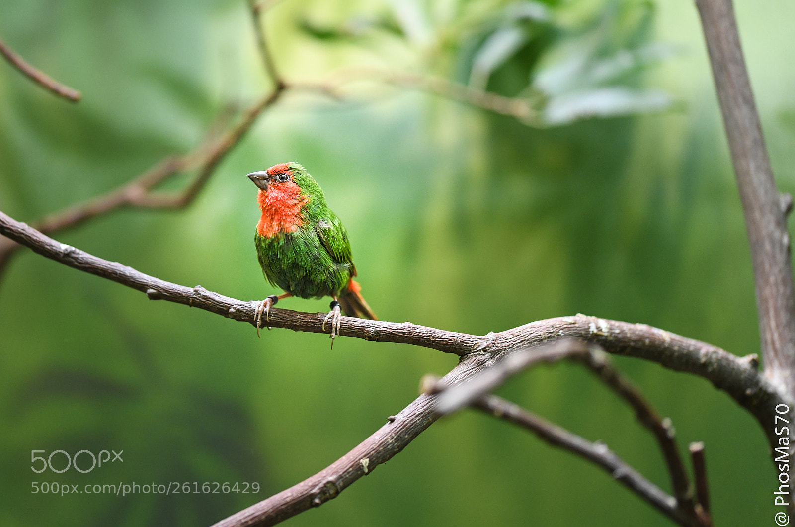 Nikon D850 sample photo. R/g bird photography