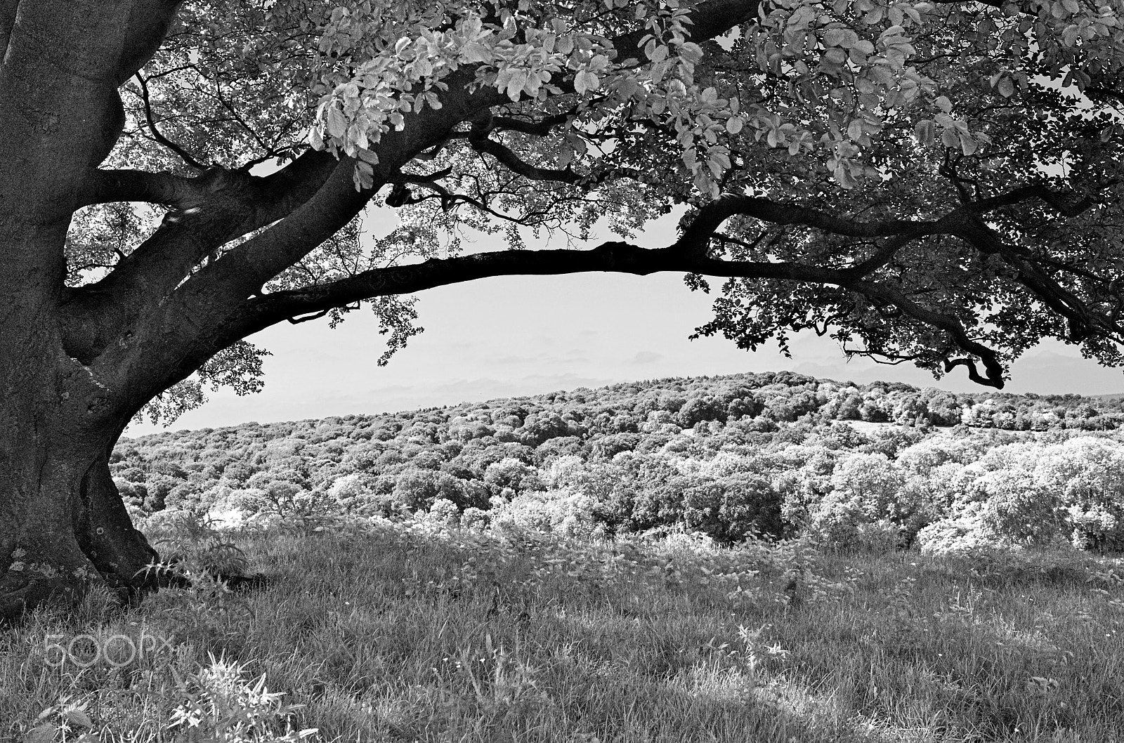 Leica X2 sample photo. Chiltern hills forest photography