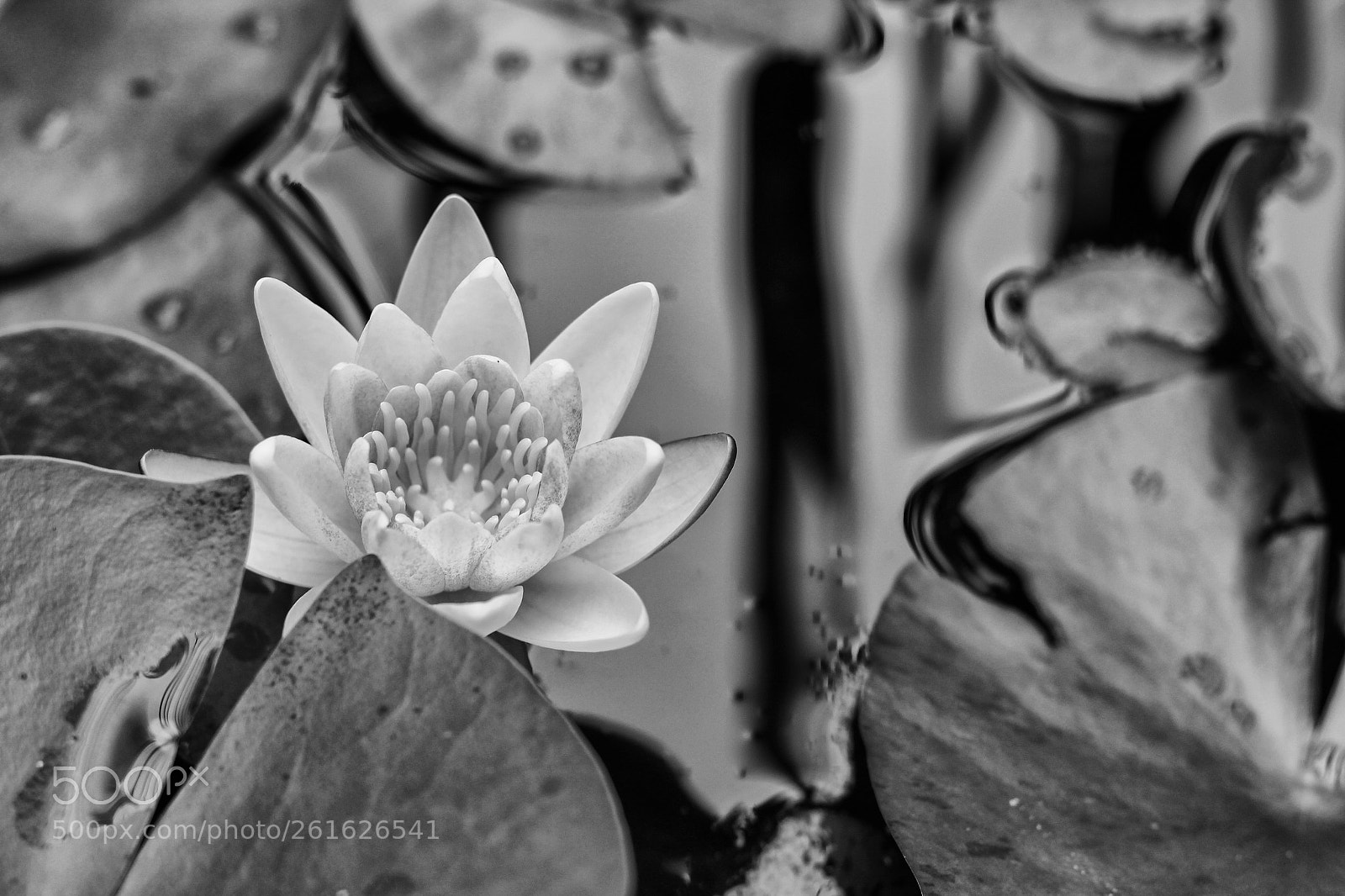 Canon EOS 700D (EOS Rebel T5i / EOS Kiss X7i) sample photo. Nénuphar (waterlily) photography