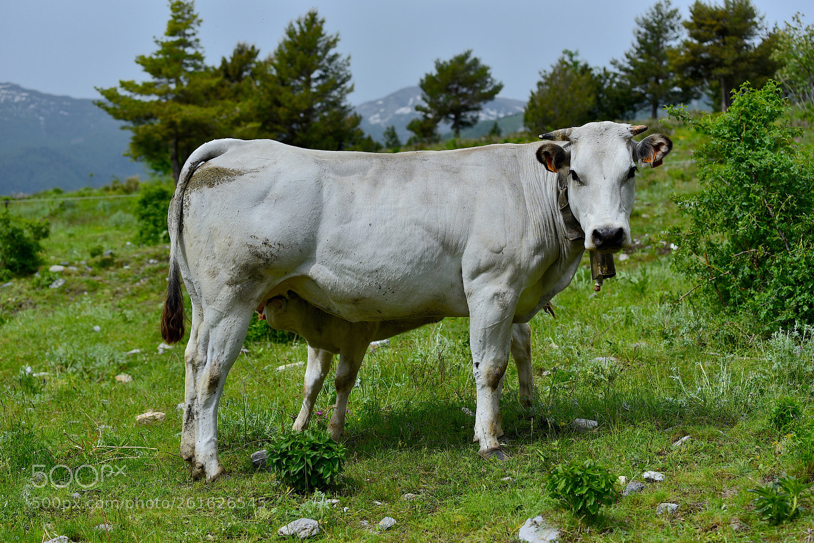 Nikon D750 sample photo. Che buono sto latte  photography