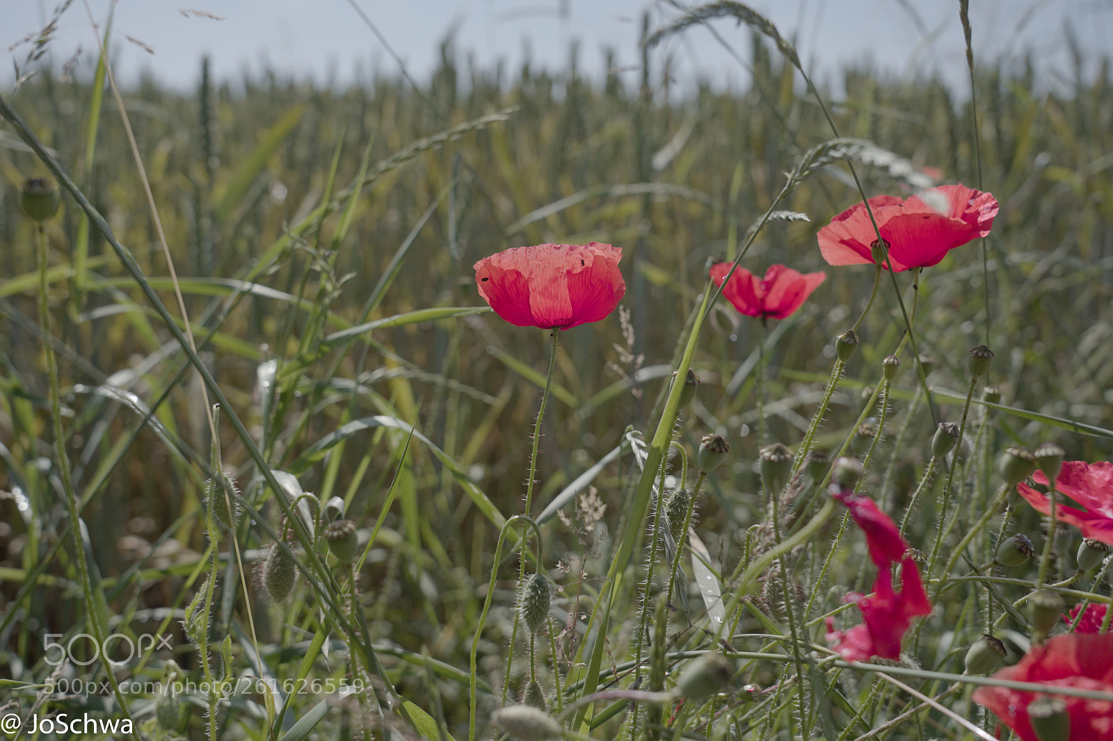Sony a7 III sample photo. Summerfeeling photography