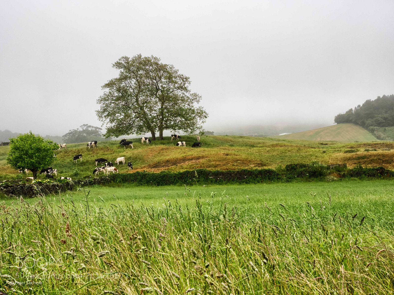Olympus OM-D E-M1 sample photo. Foggy day photography
