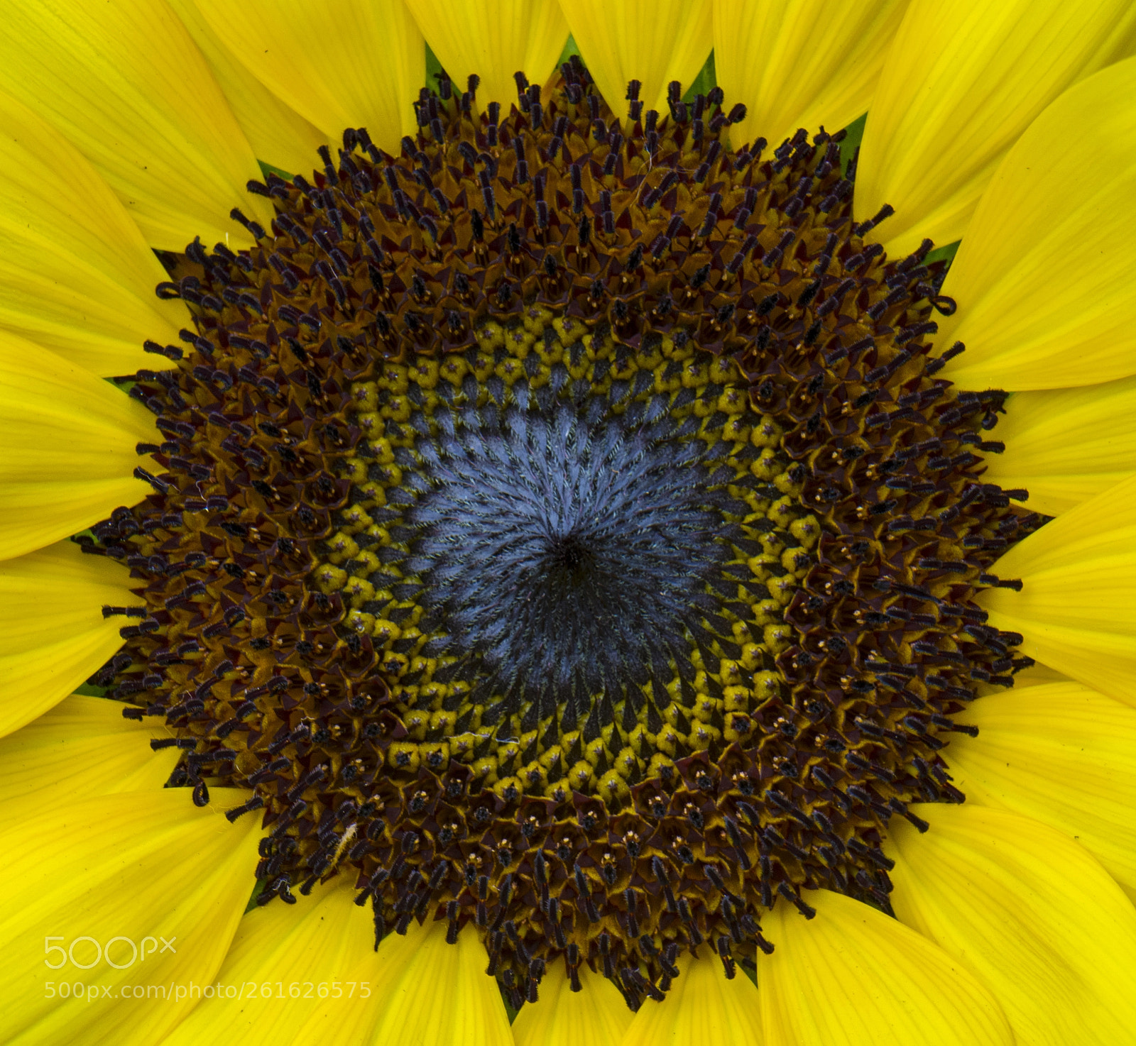Nikon D7200 sample photo. Sunflower 3 photography