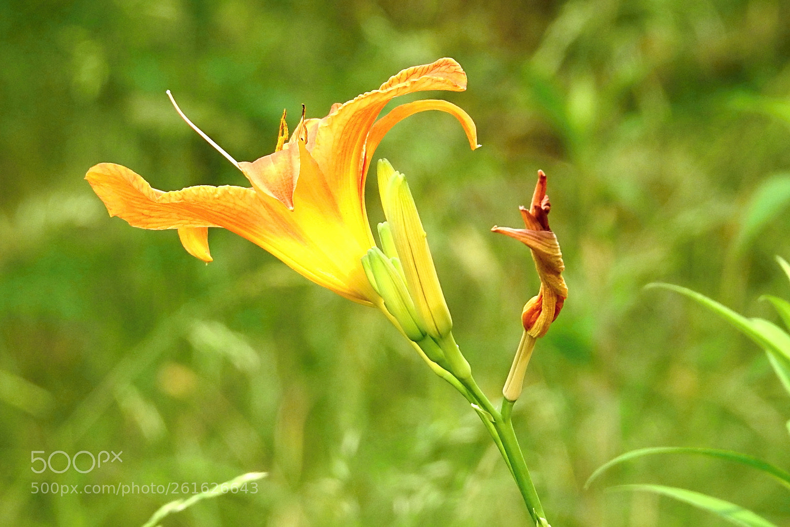 Nikon Coolpix P900 sample photo. Flower on the sun photography