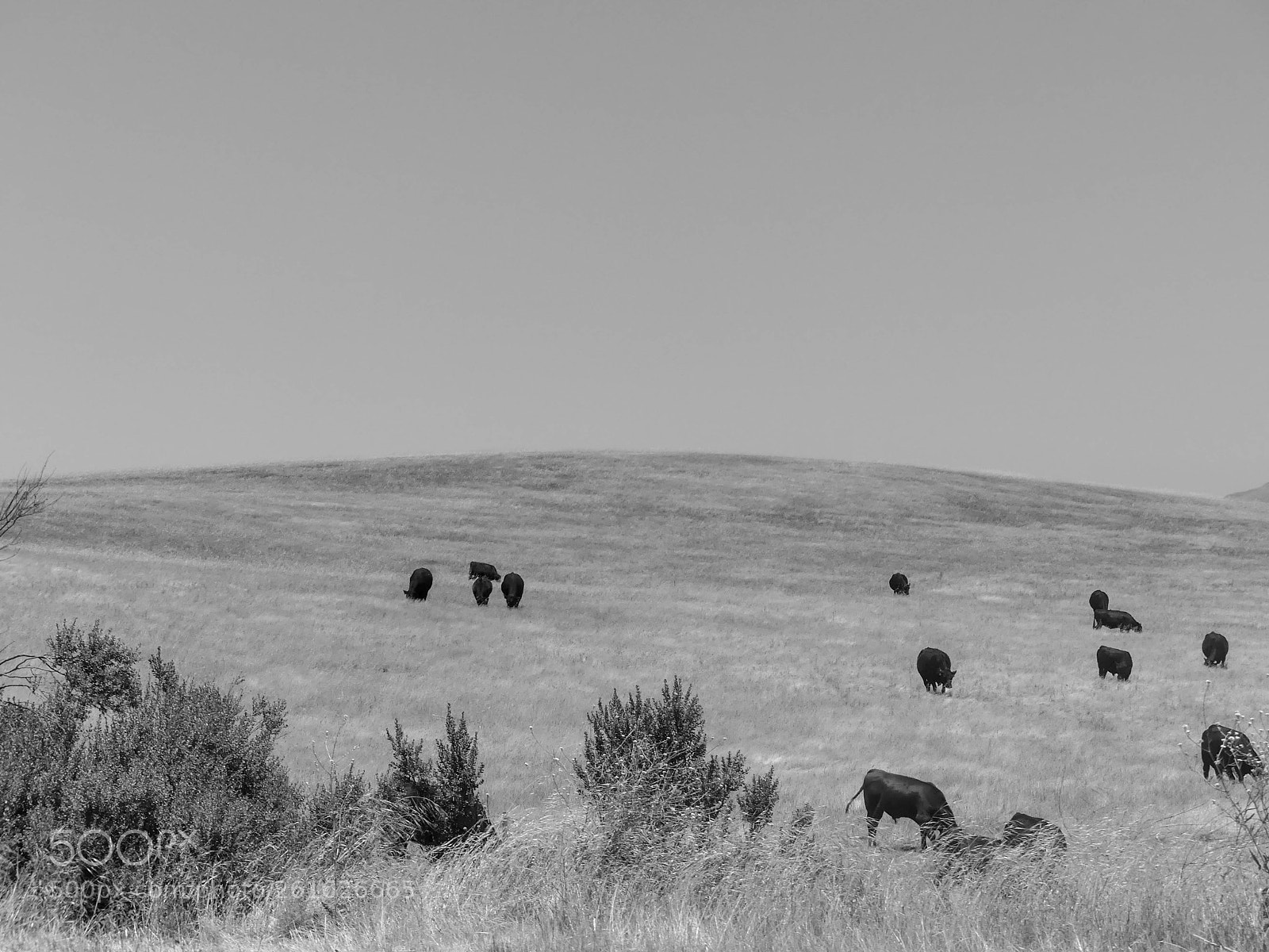 Panasonic Lumix DMC-FZ300 sample photo. Cow meadow photography