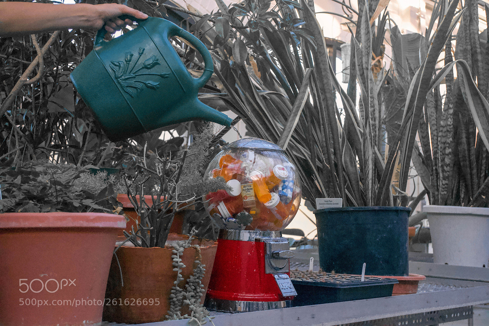 Nikon D3100 sample photo. The atypical garden photography