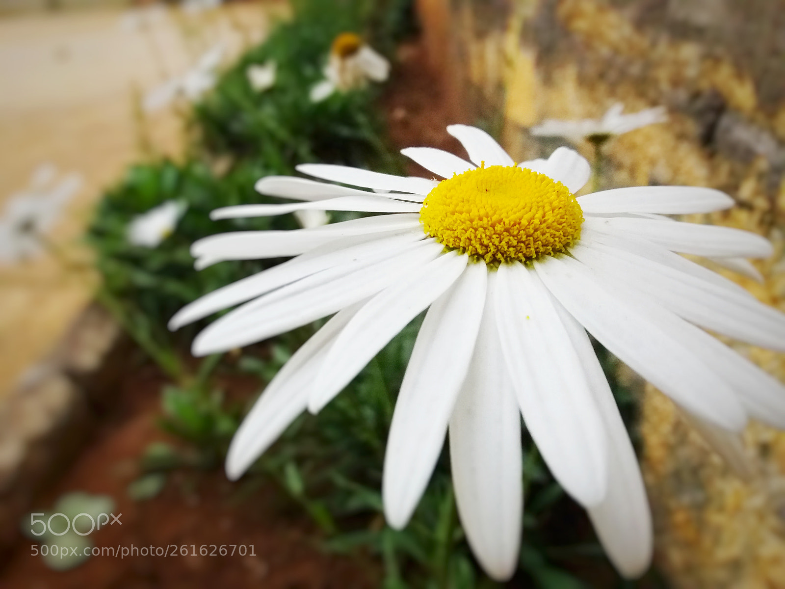 Samsung Galaxy J5 sample photo. Margarida photography